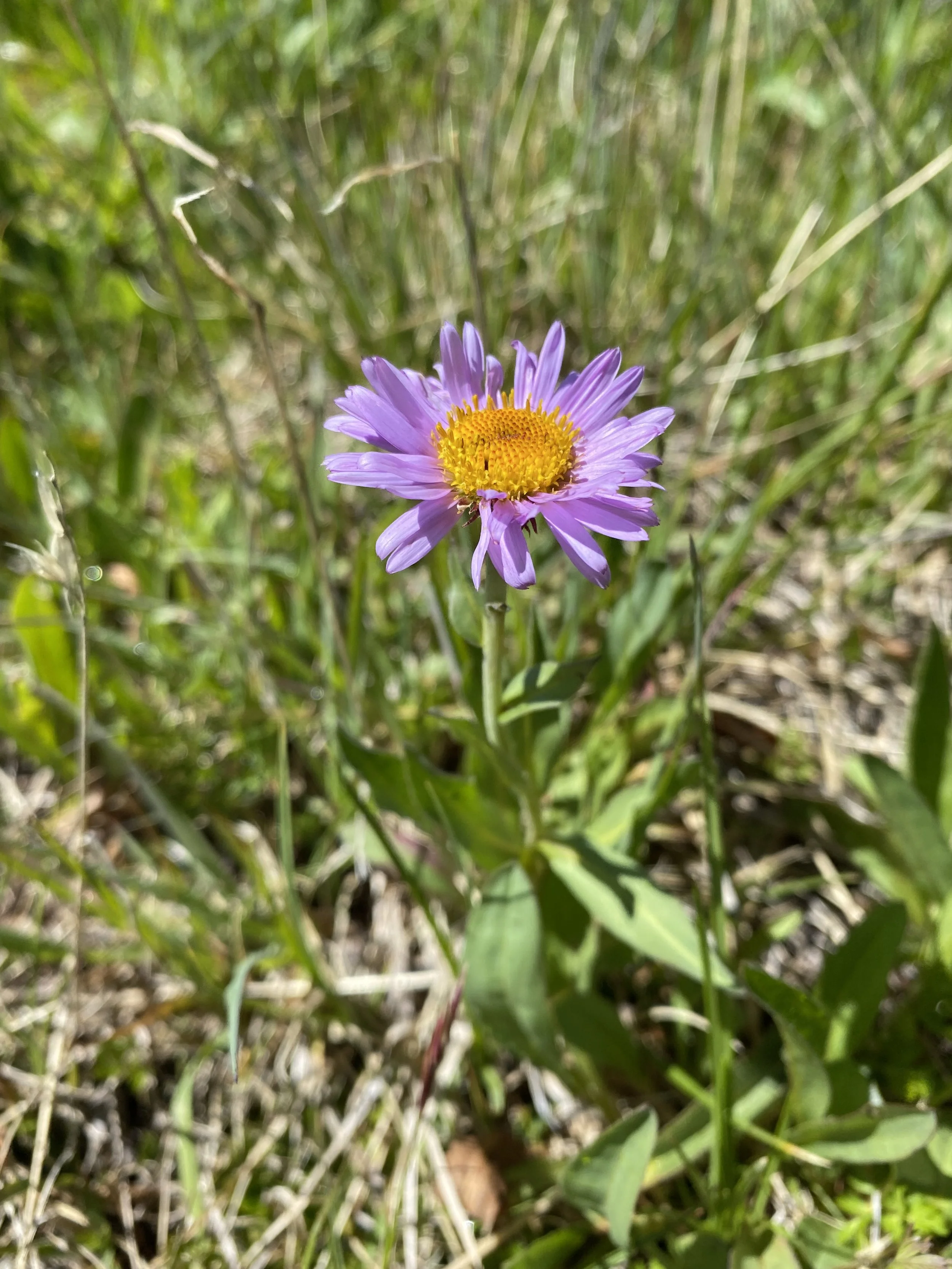 Daisy vs. fleabane