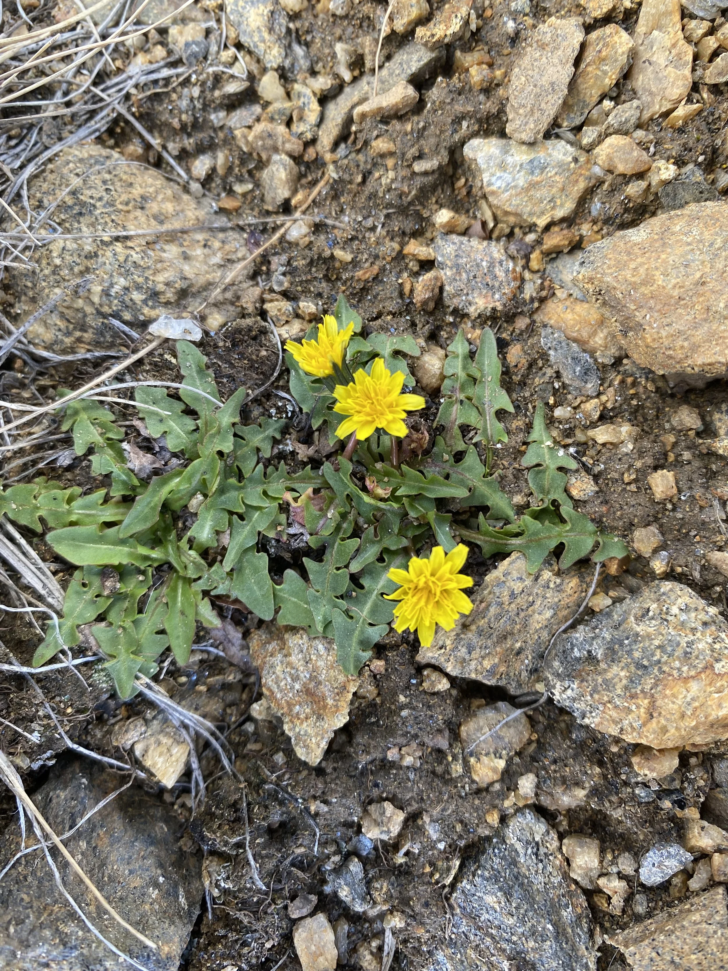 A higher (lower) brand of dandelion