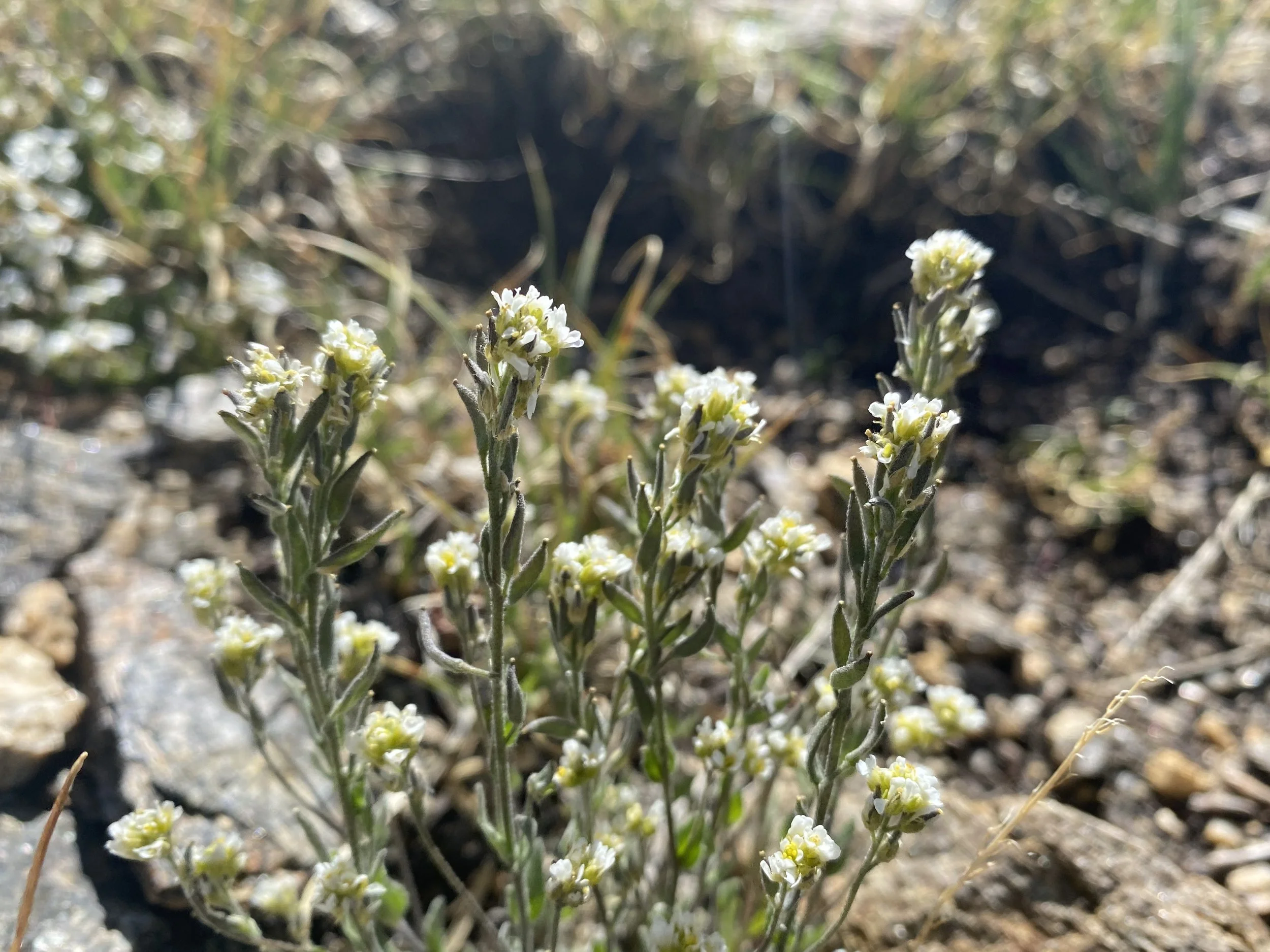 A beefier draba
