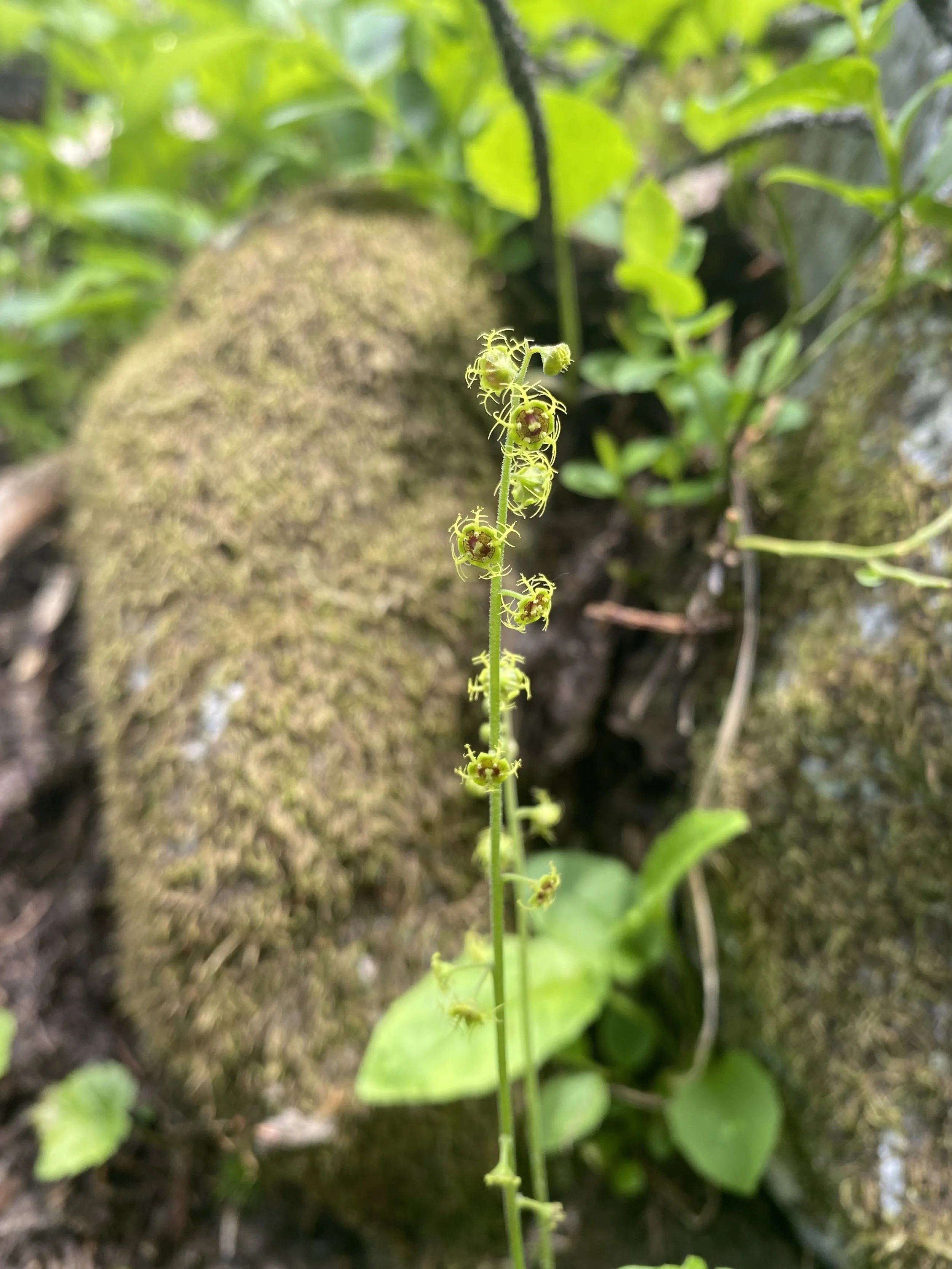 Satellite saxifrage