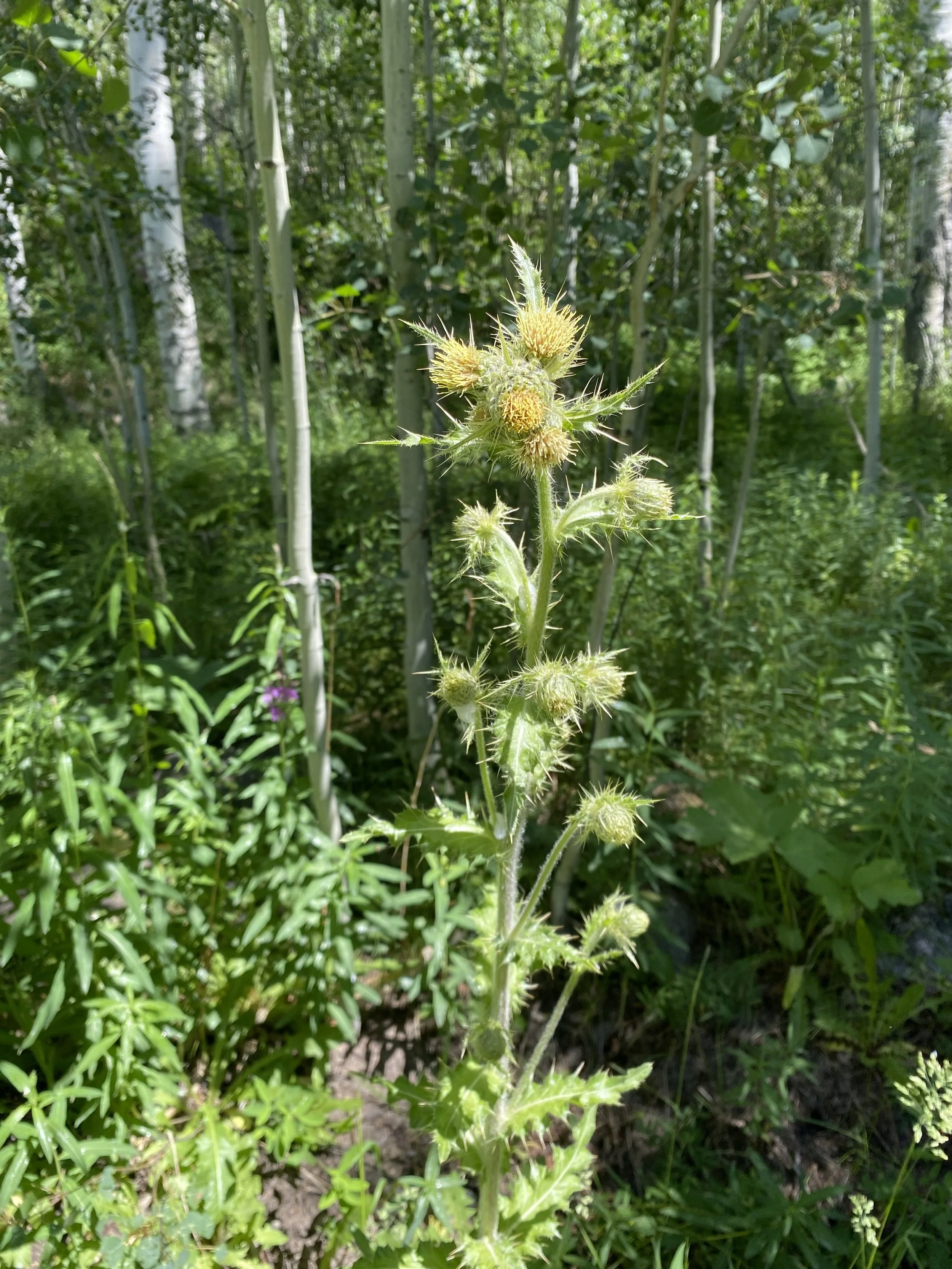Good thistle!