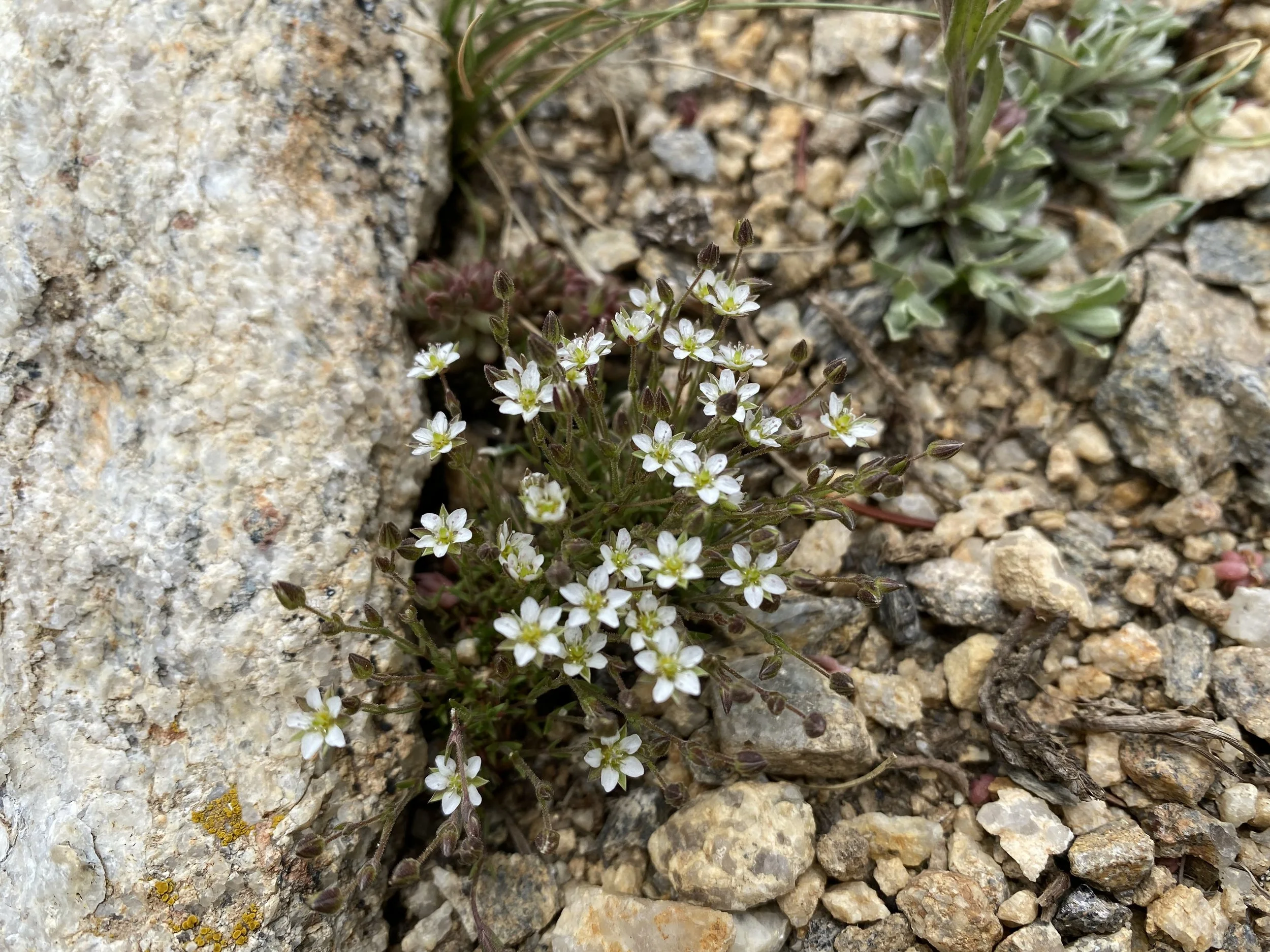 Beautiful sandwort (if you can find me!)