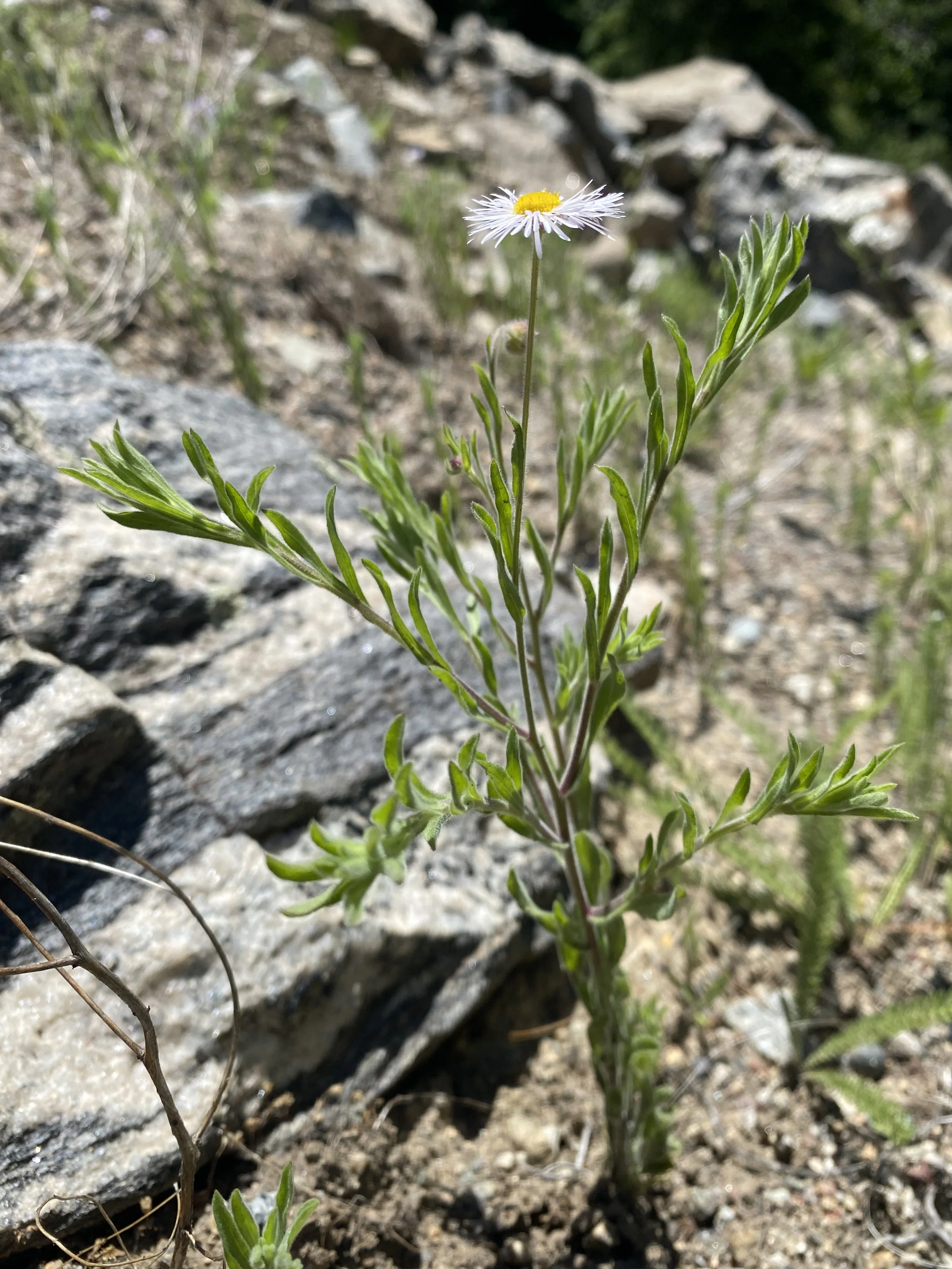 The next round of daisies