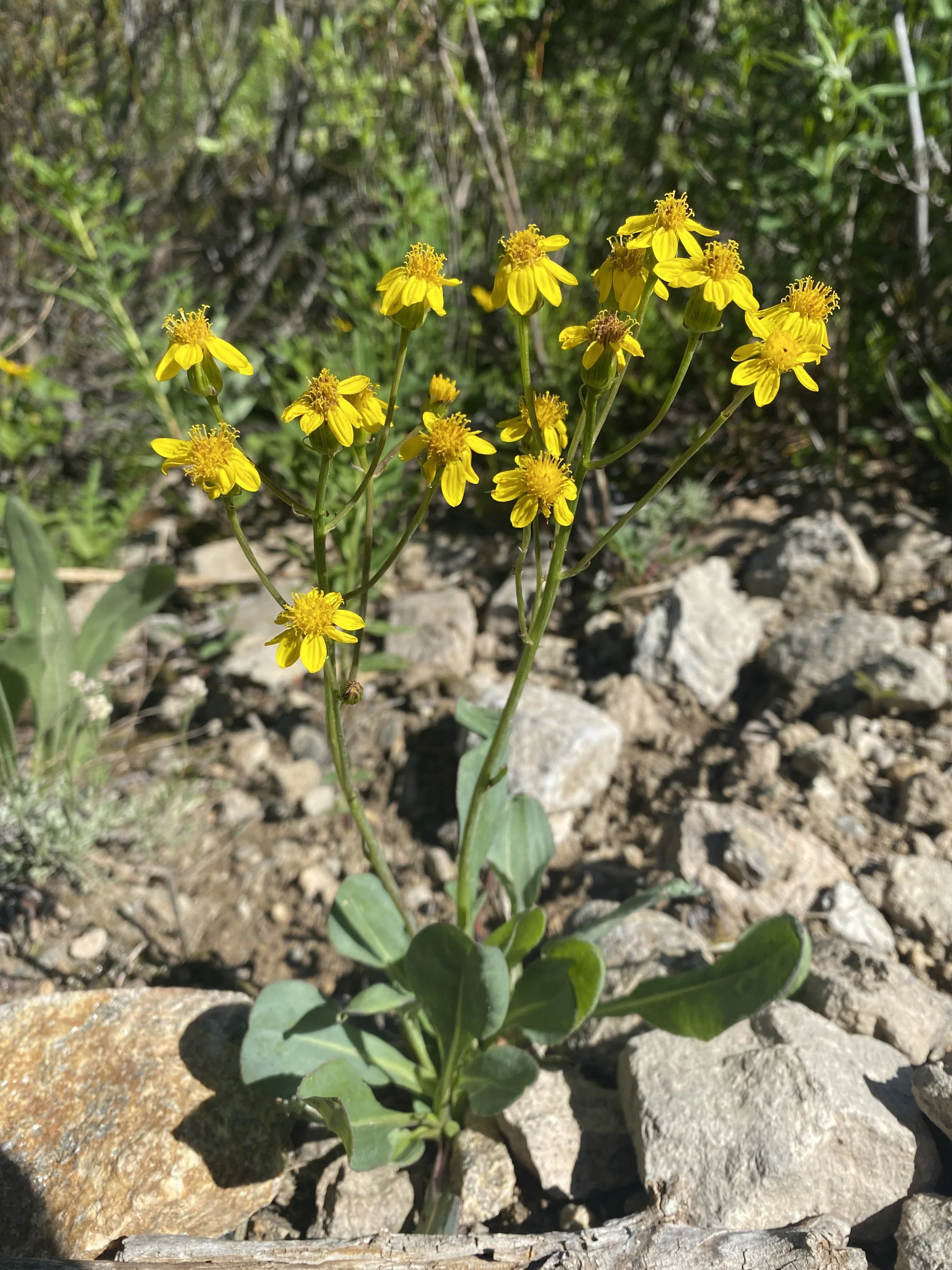 Yet another senecio