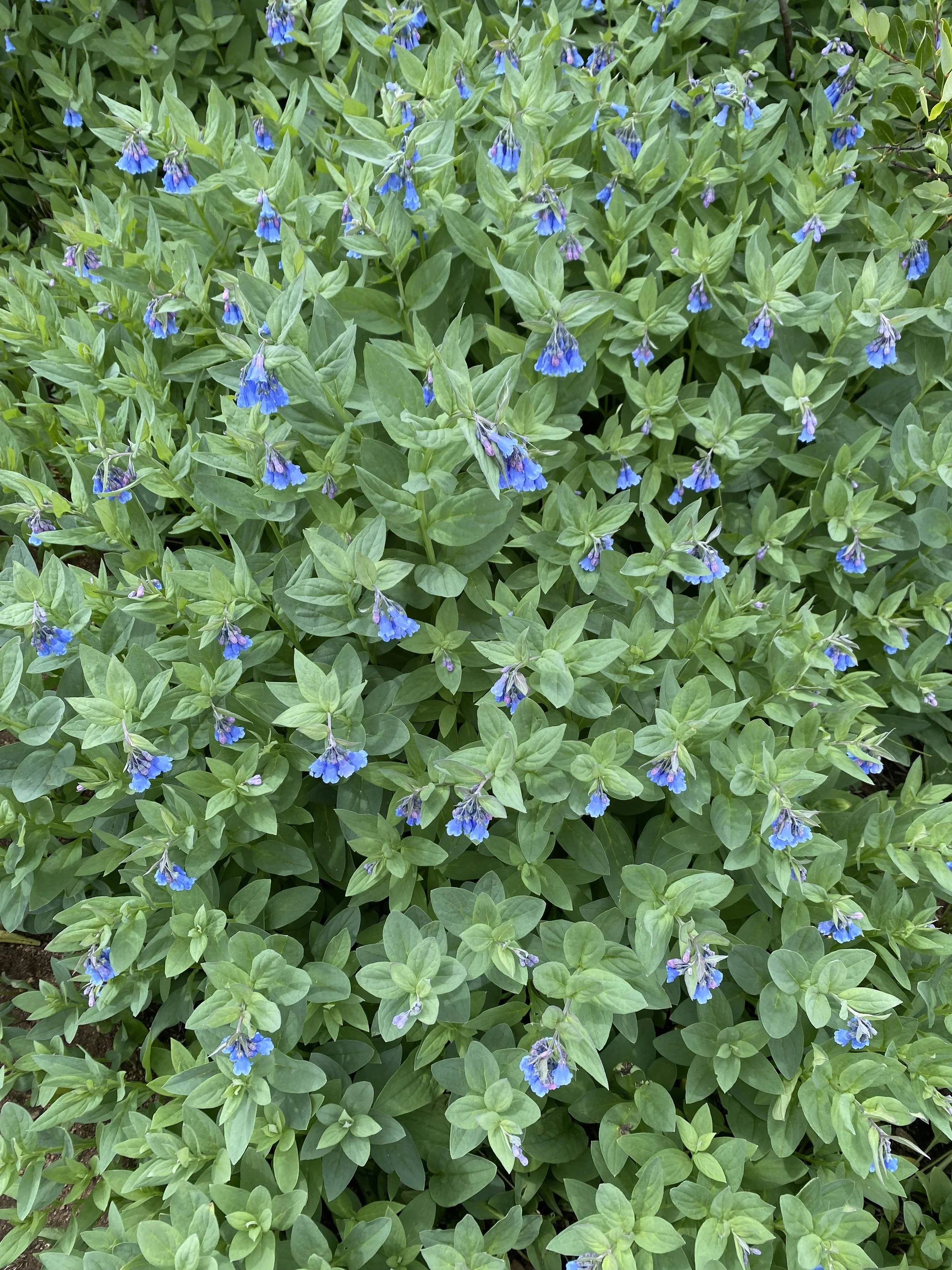The abundance