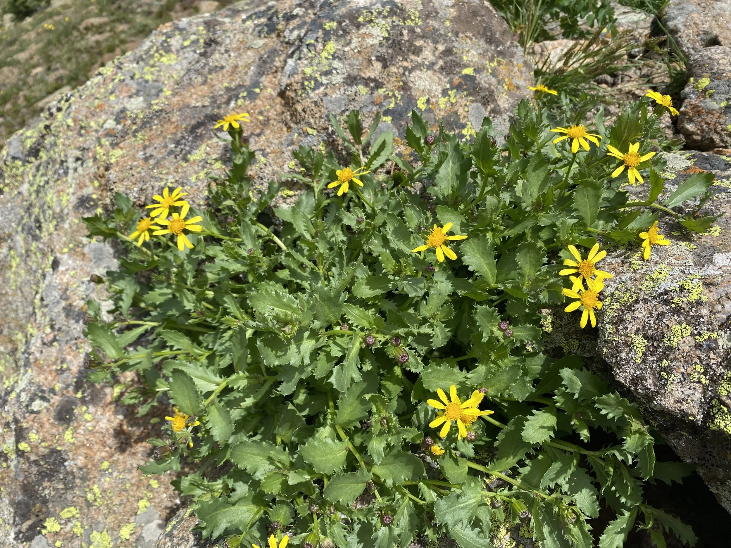 A ragwort never looked so good