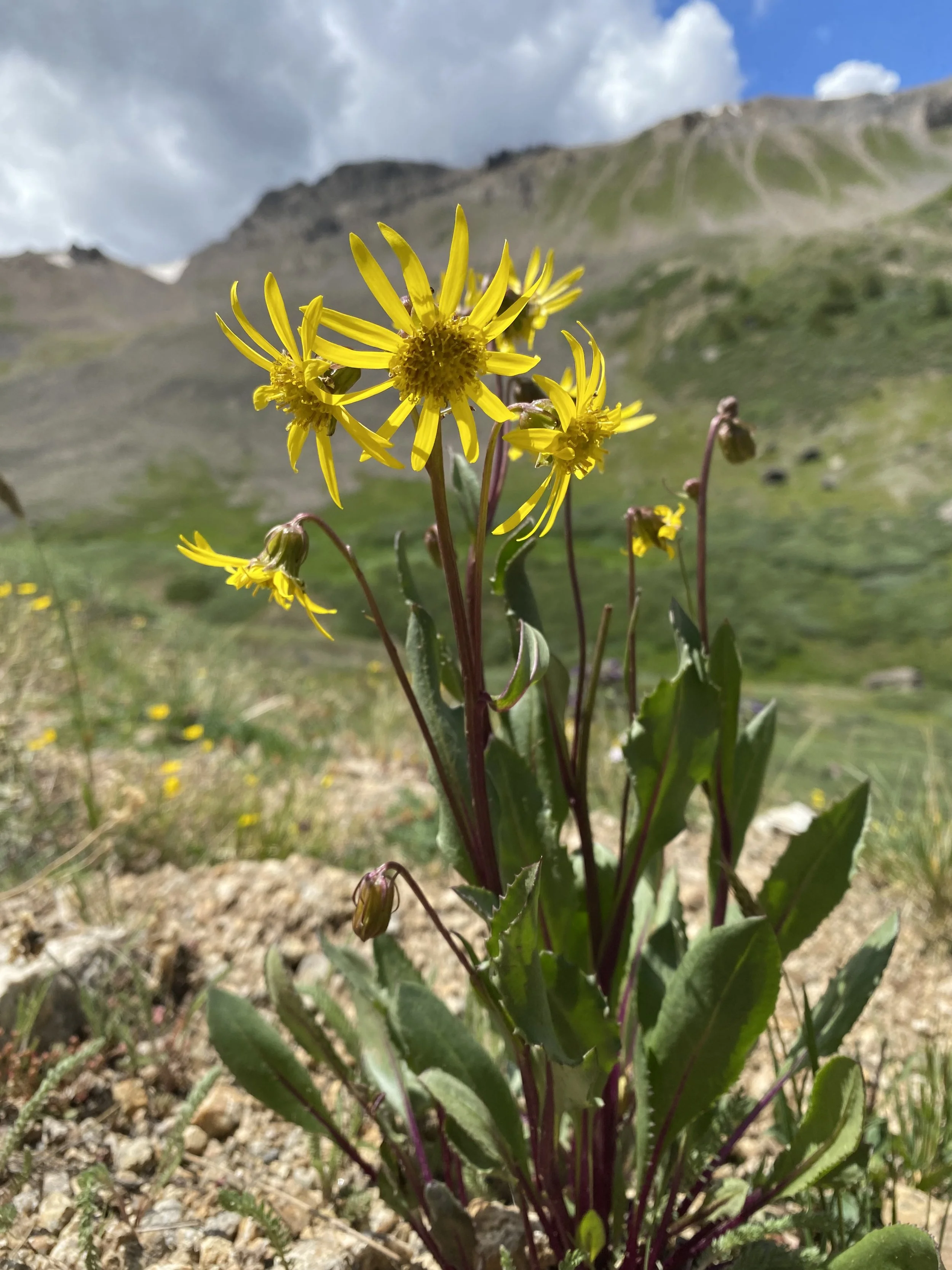 Senecio sunshine