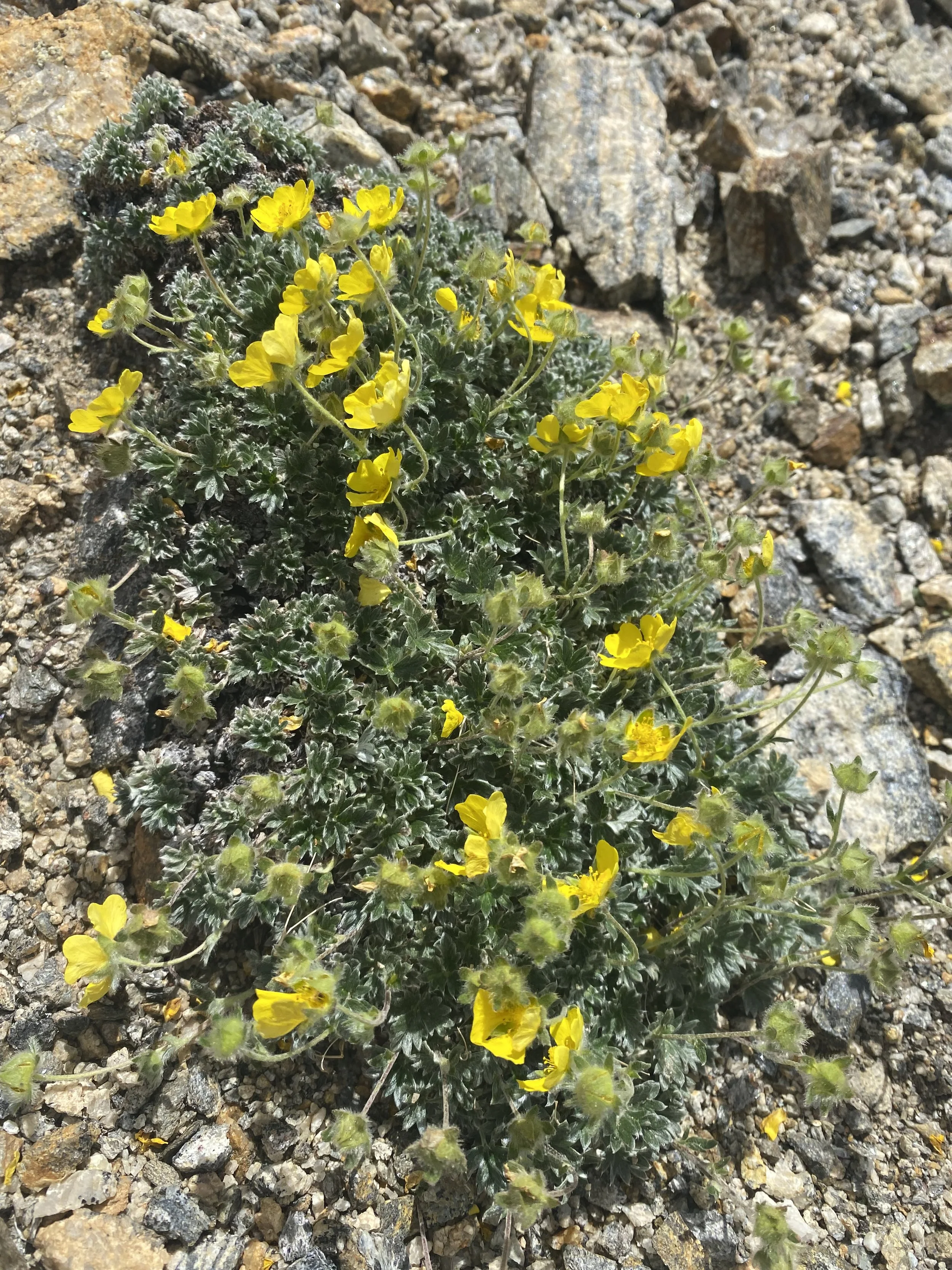 The other fuzzy alpine cinquefoil