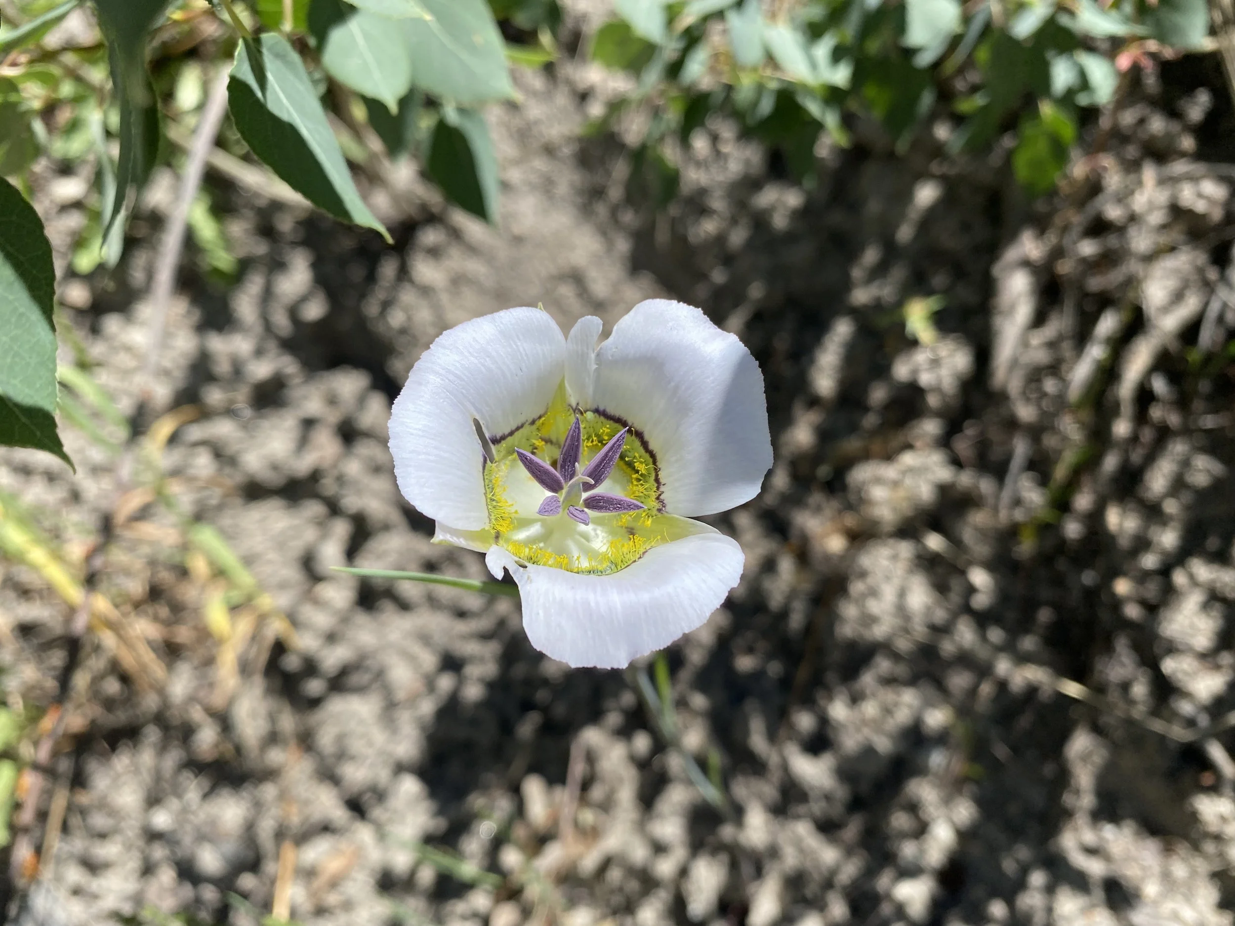 Lily of the Aspens