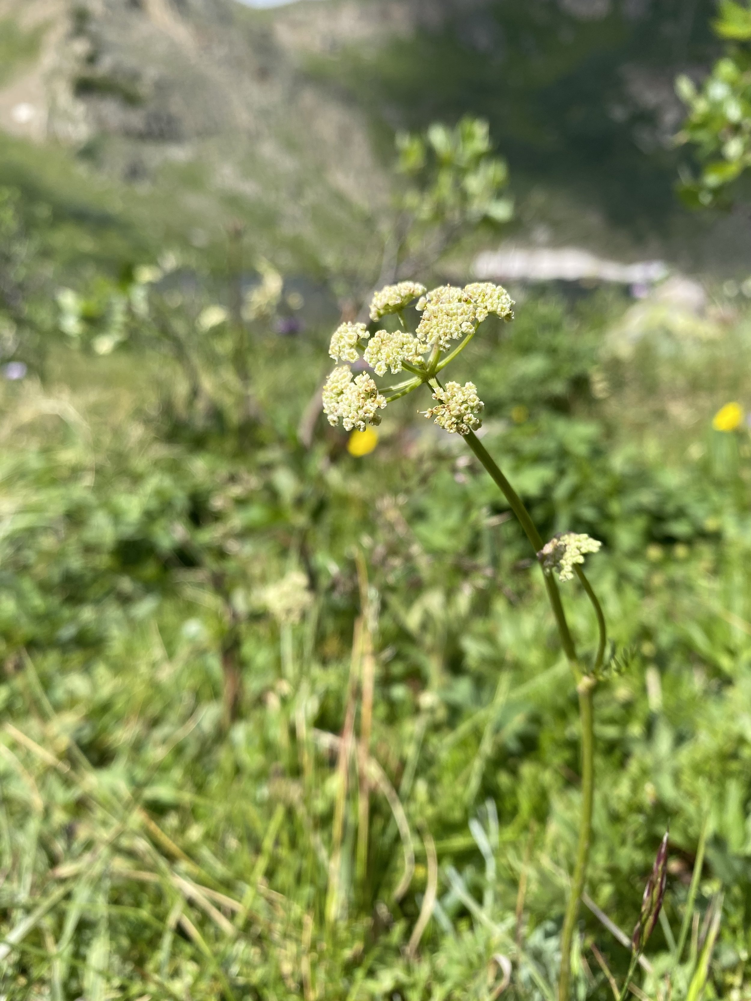 Lakeside hemlock
