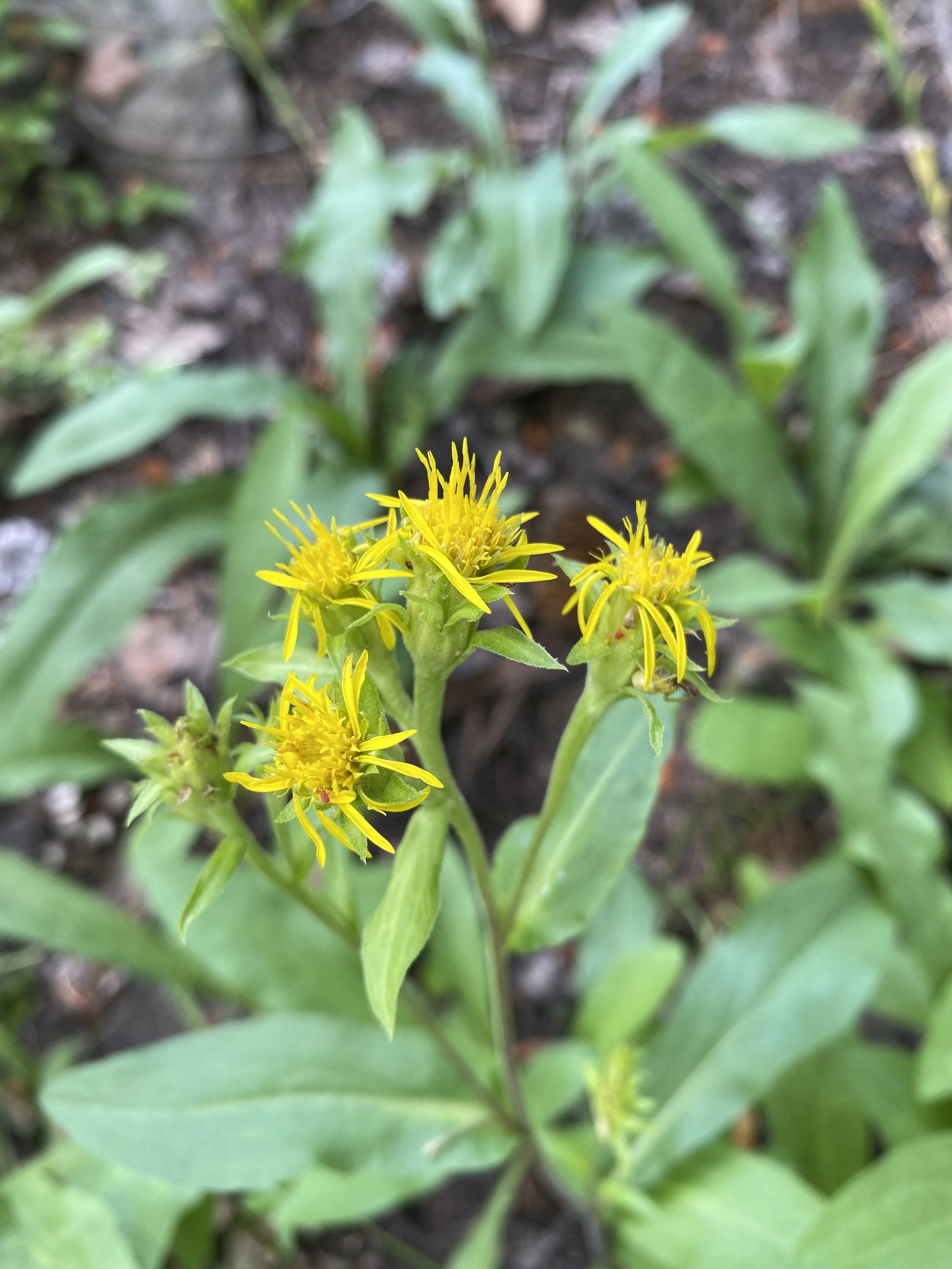 Grandaddy goldenrod