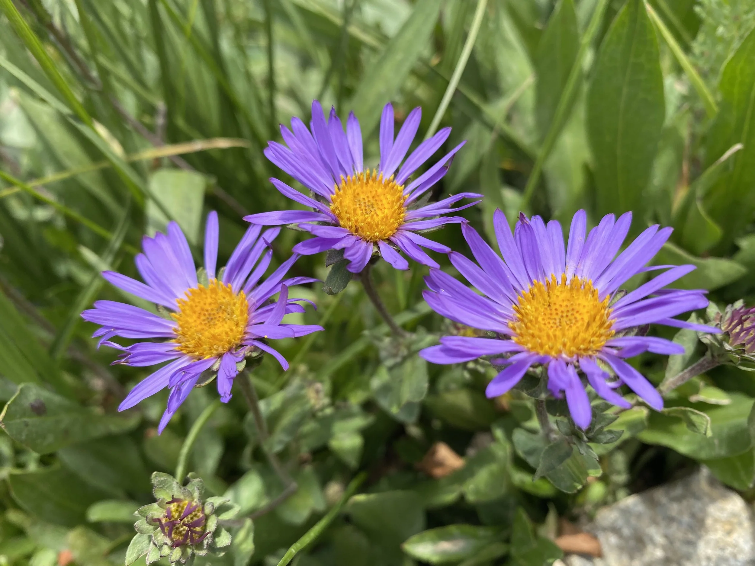 The asters are out!