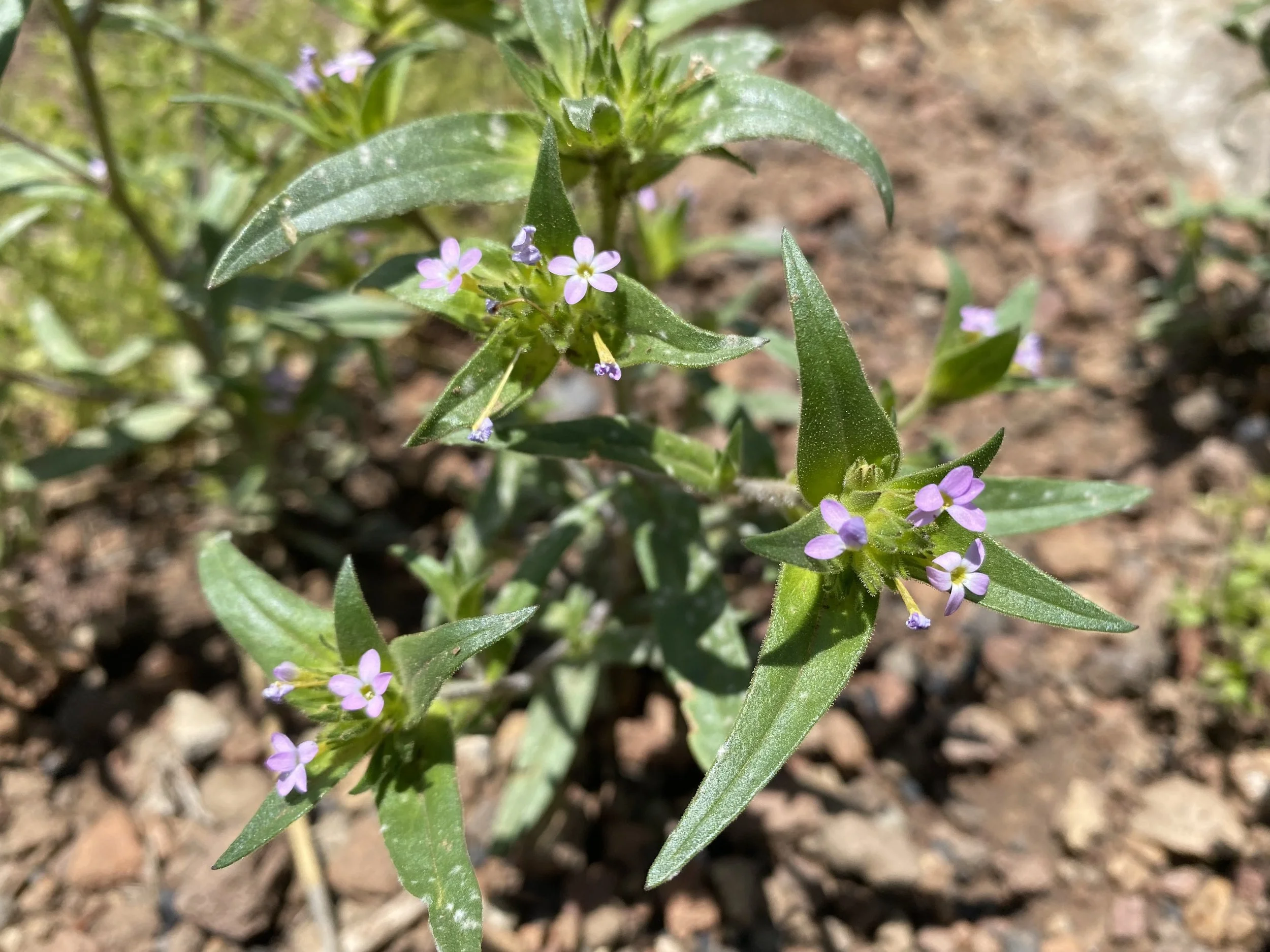 A phlox on you!