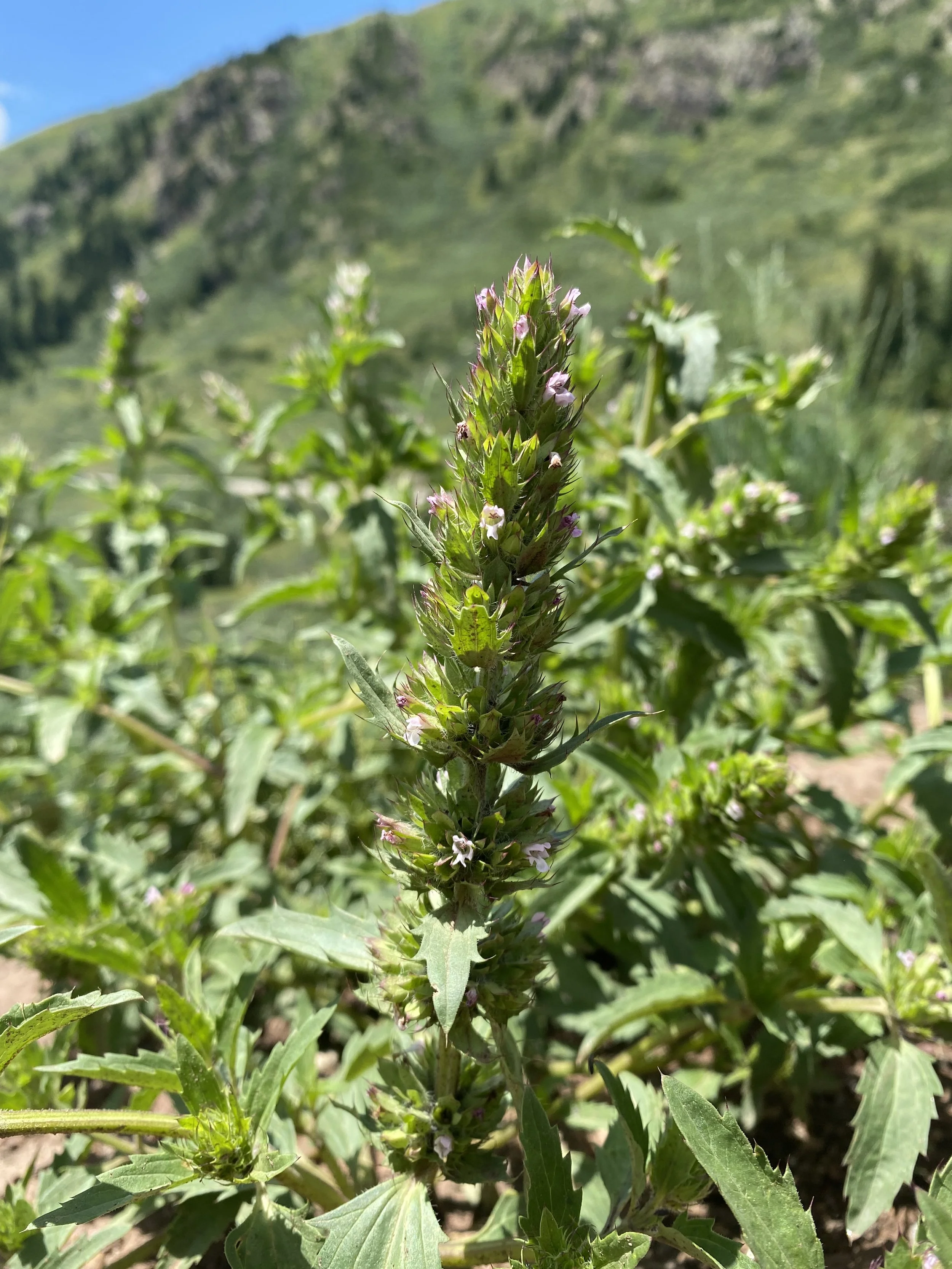 First dragonhead on the Pass