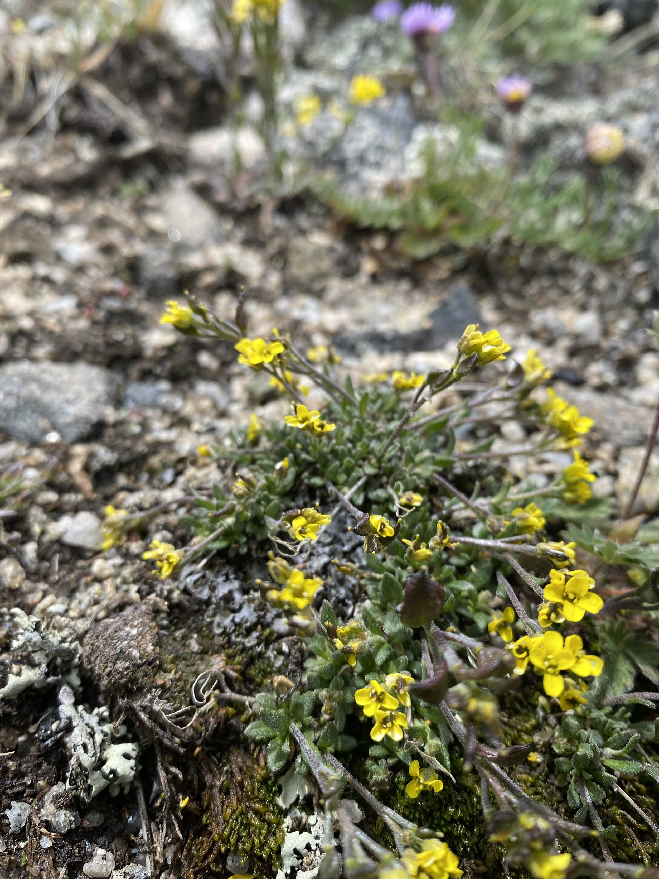 A Draba question mark