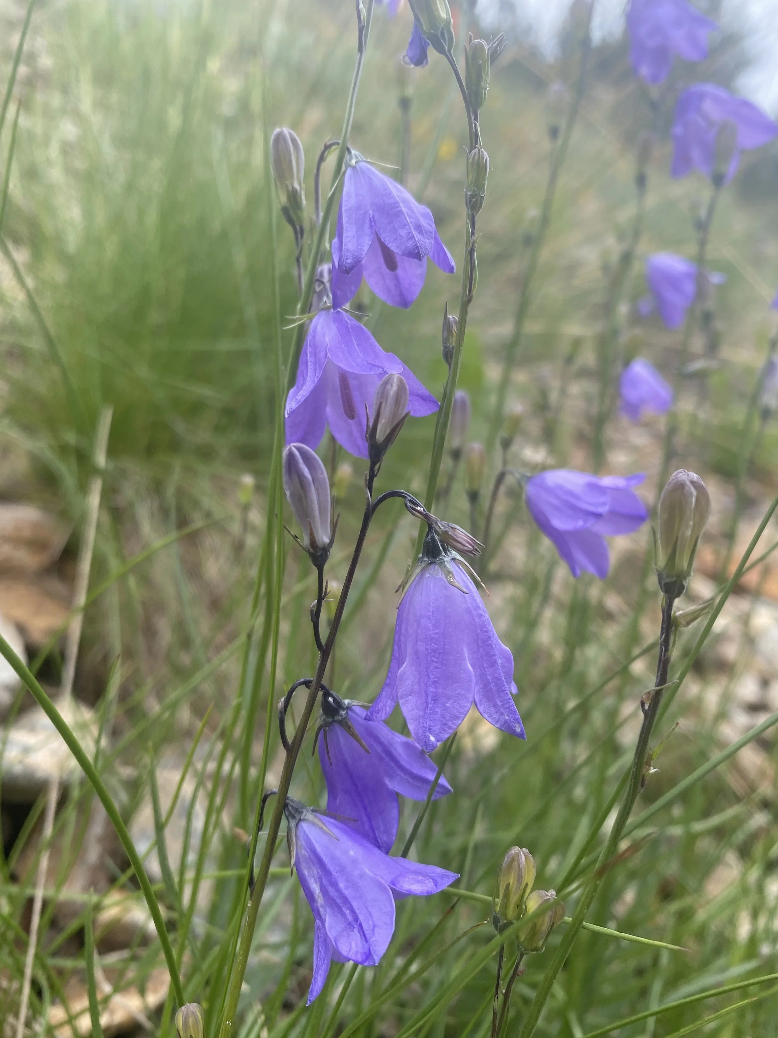 The Scottish bluebell