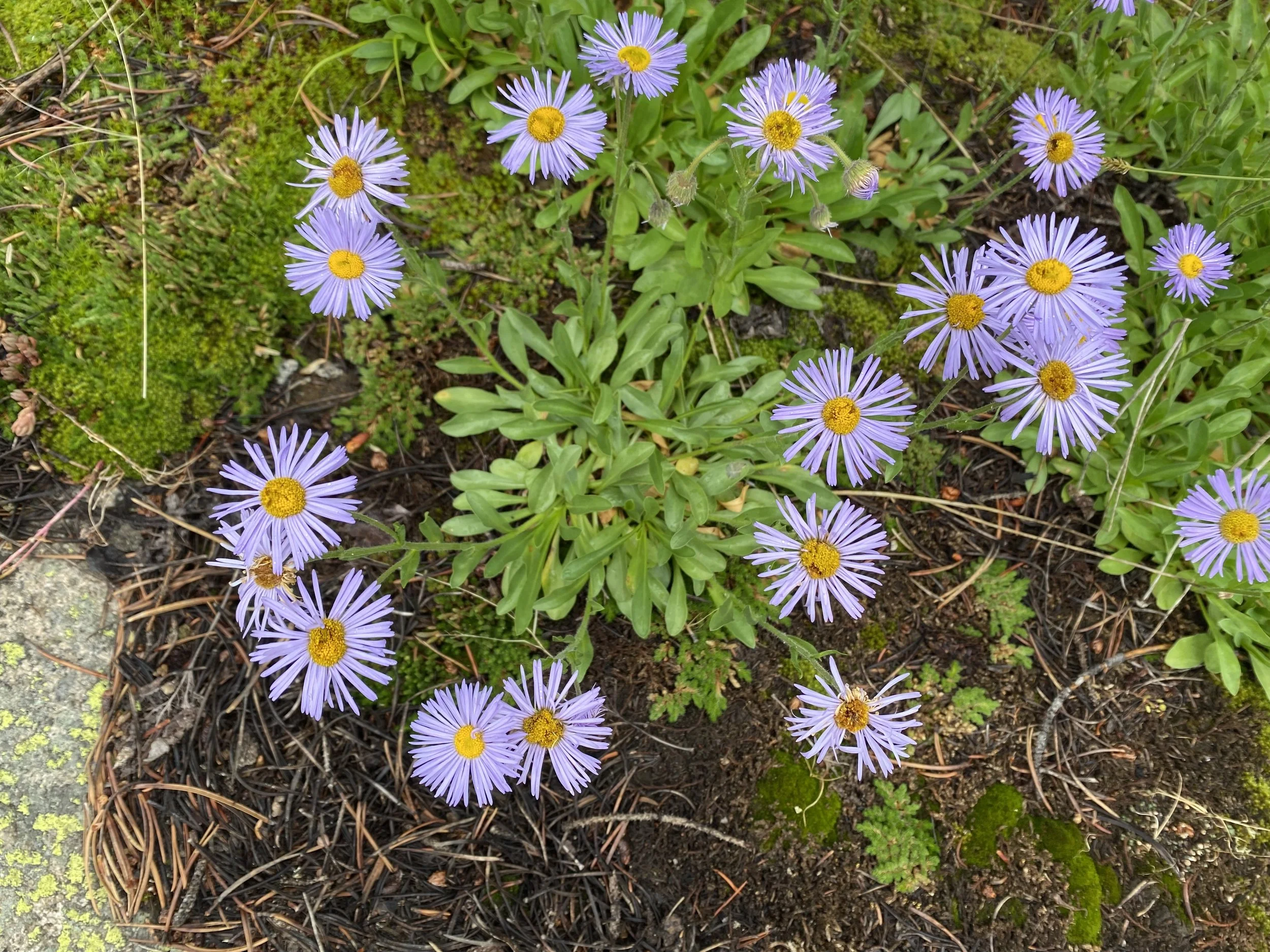 Your late July roadside companion
