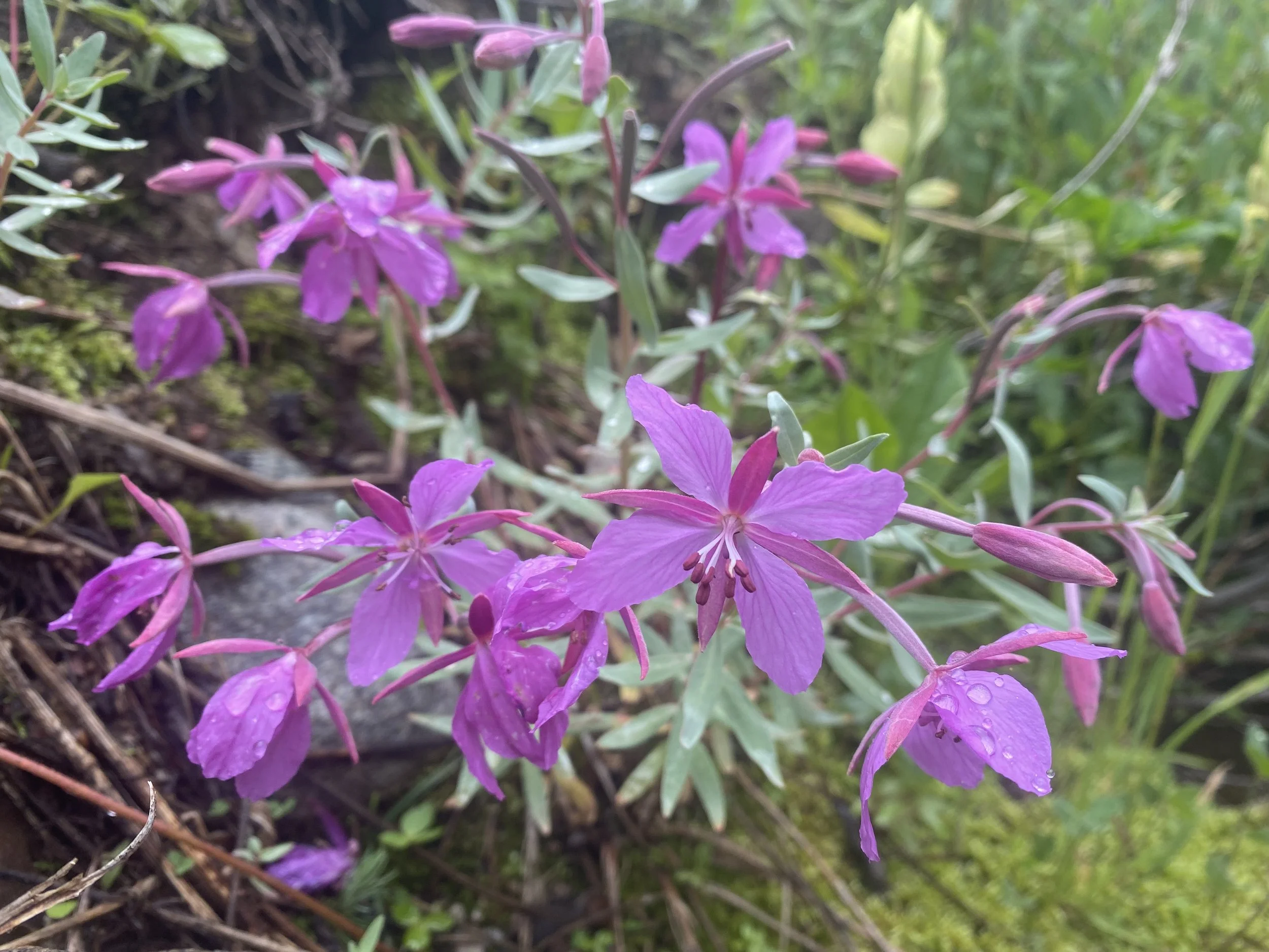 Greenland's national flower