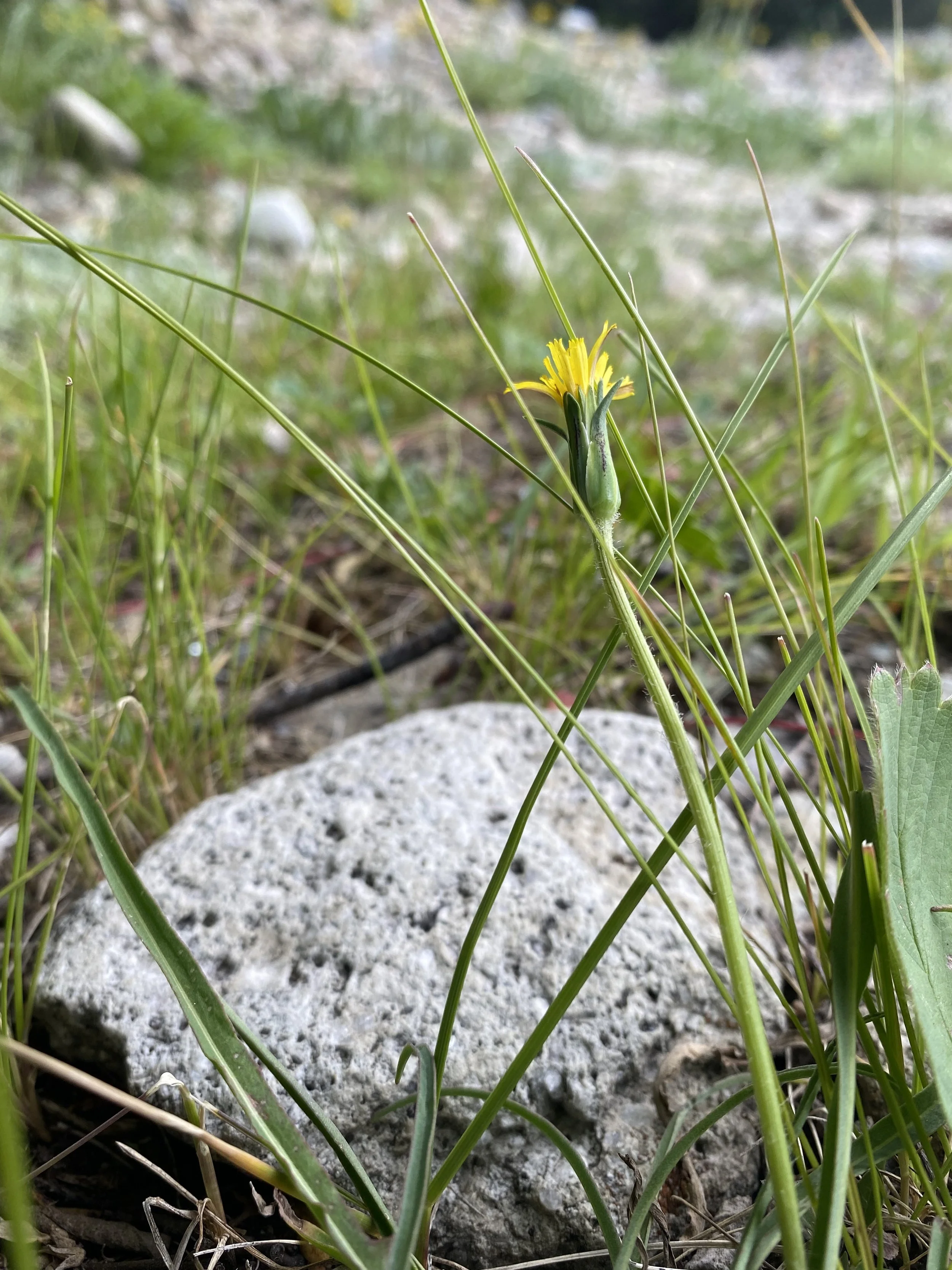 Dandelion lookalike