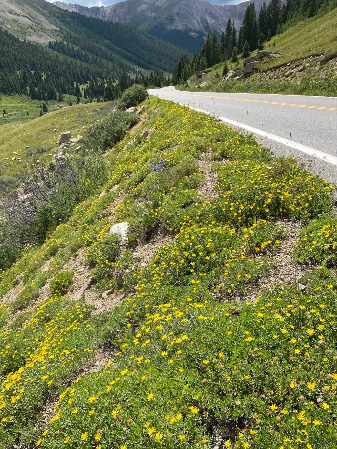 Decorating our roadsides