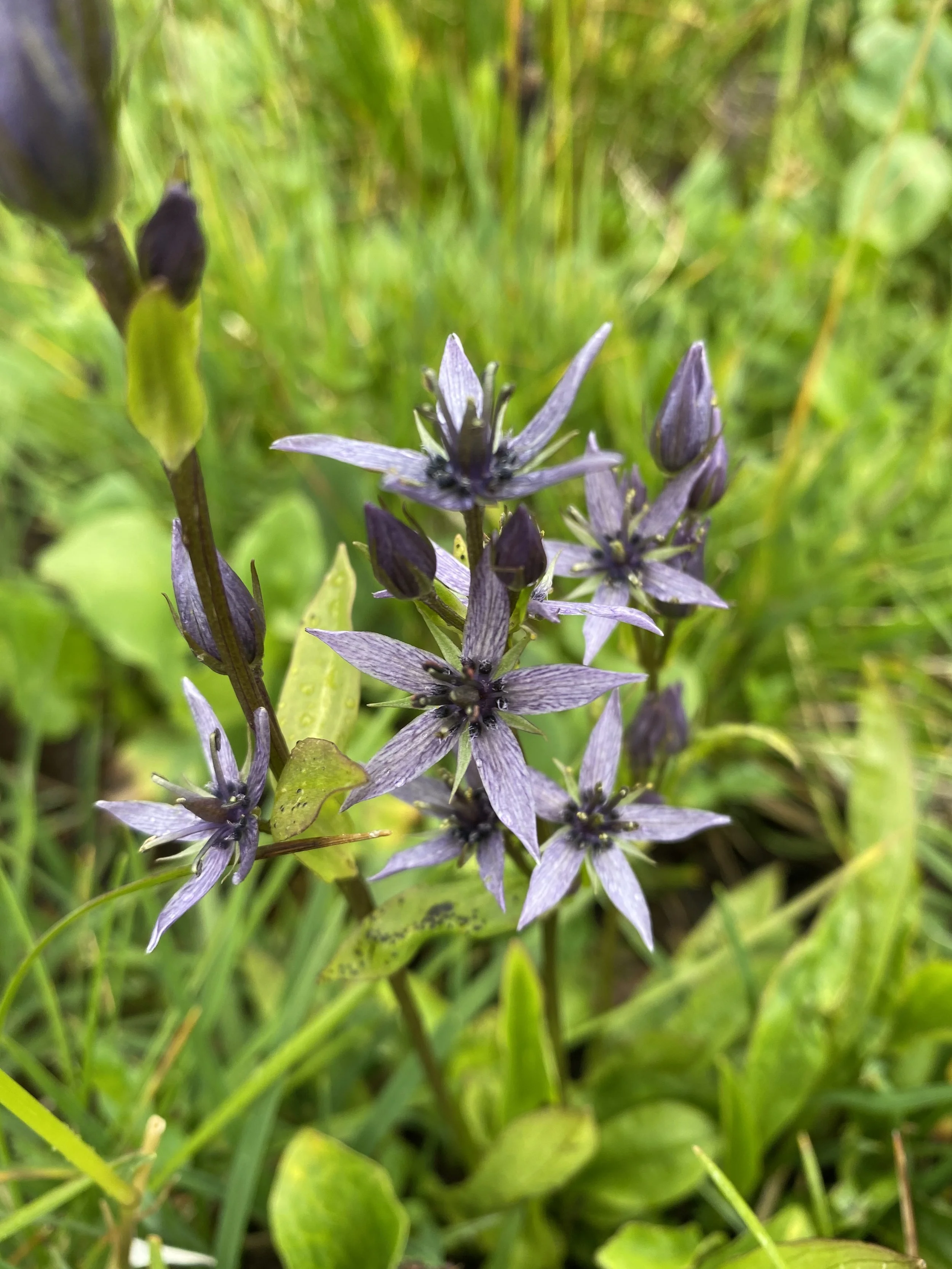 A late summer star