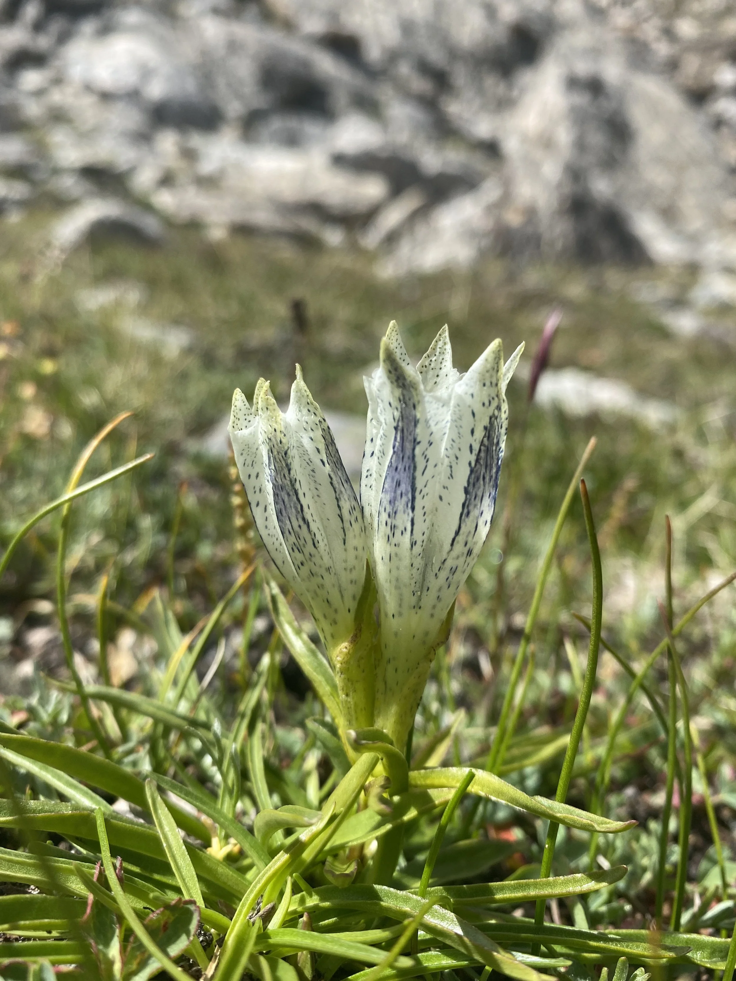 The tundra's final act