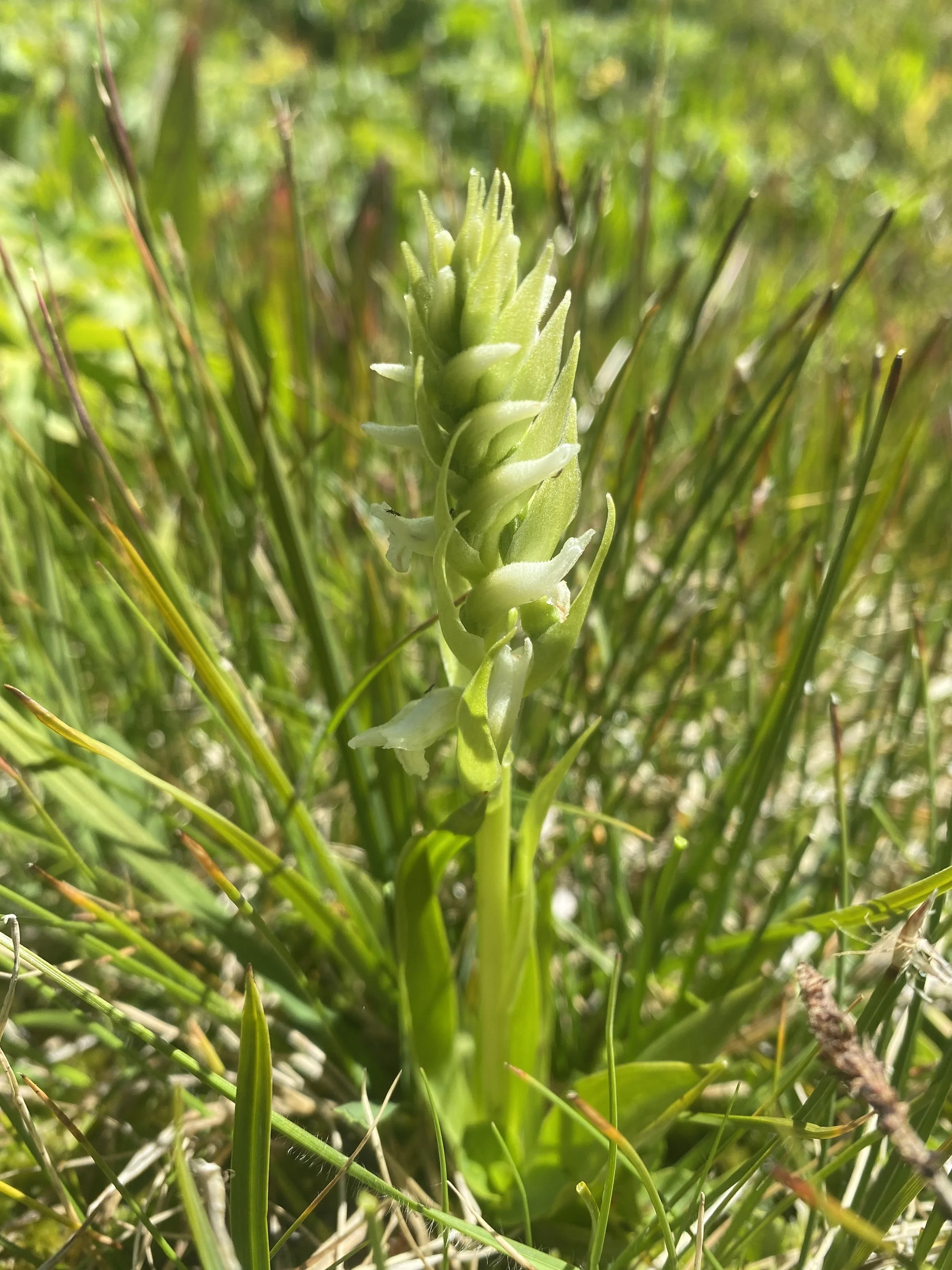 Late summer orchid 