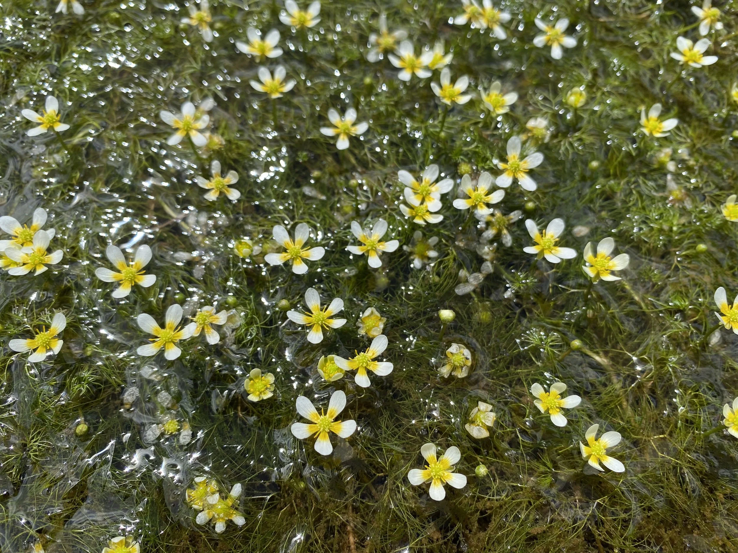 The only white, water buttercup