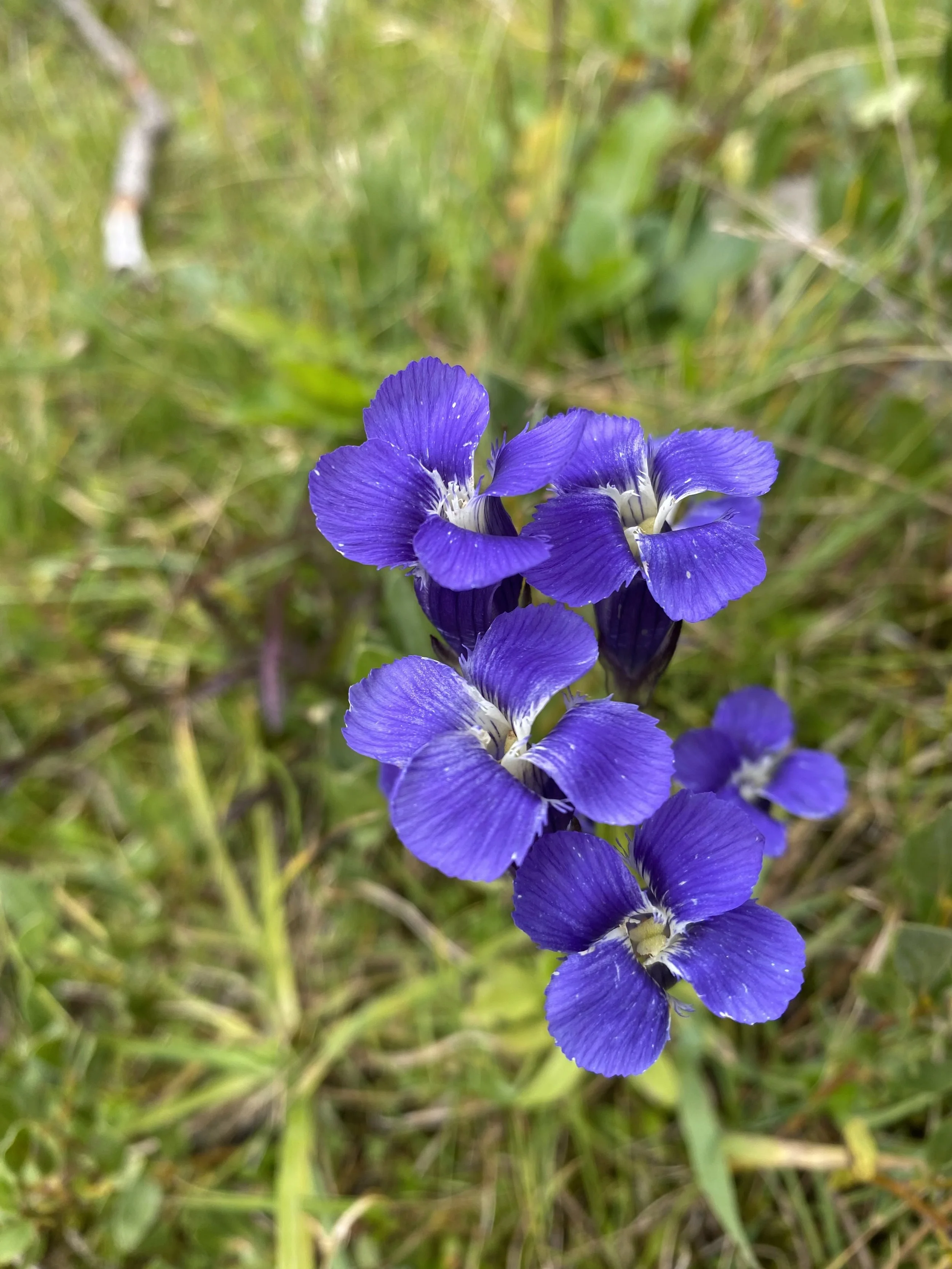 Deep purple