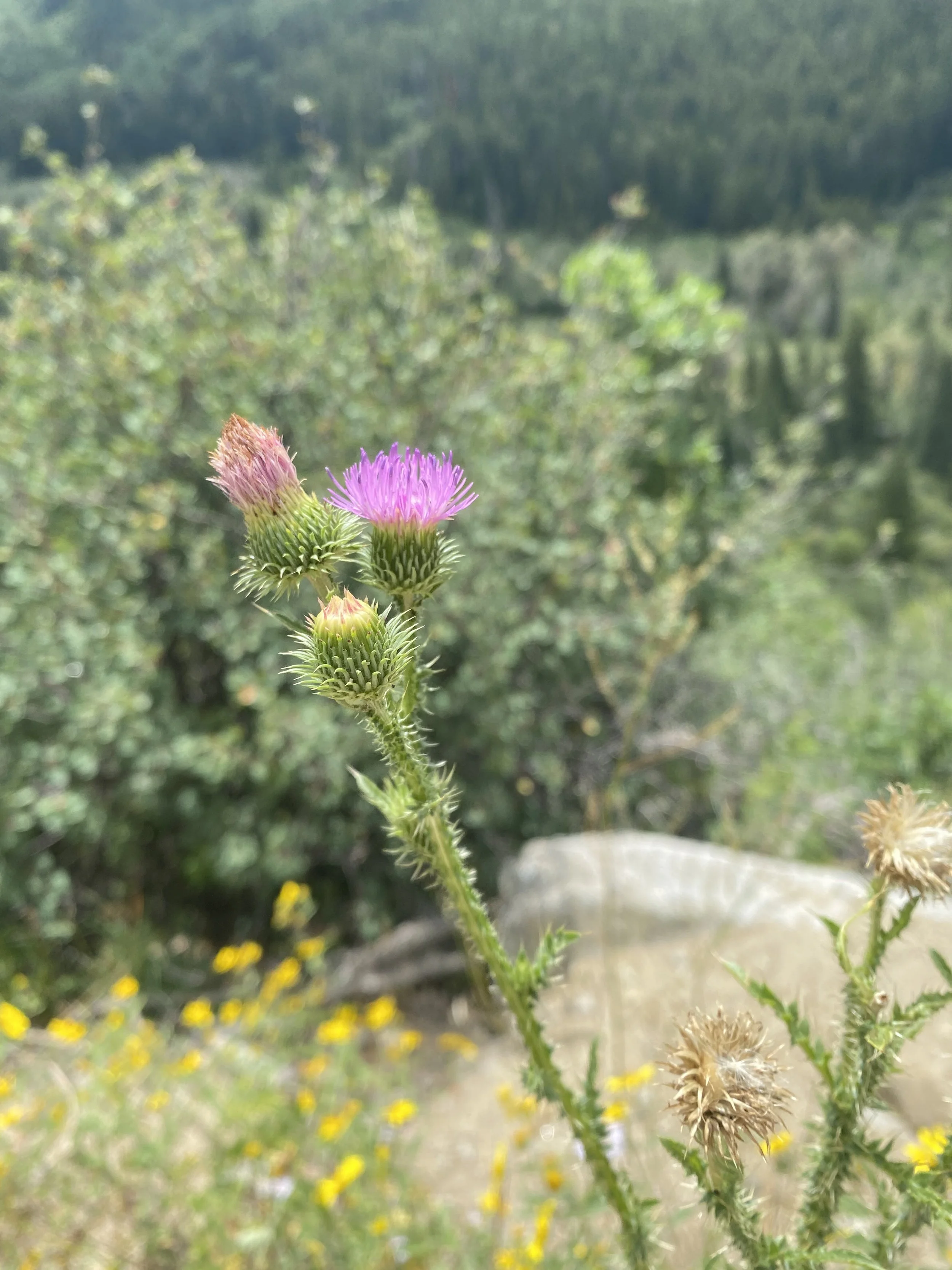 A seed-making monster