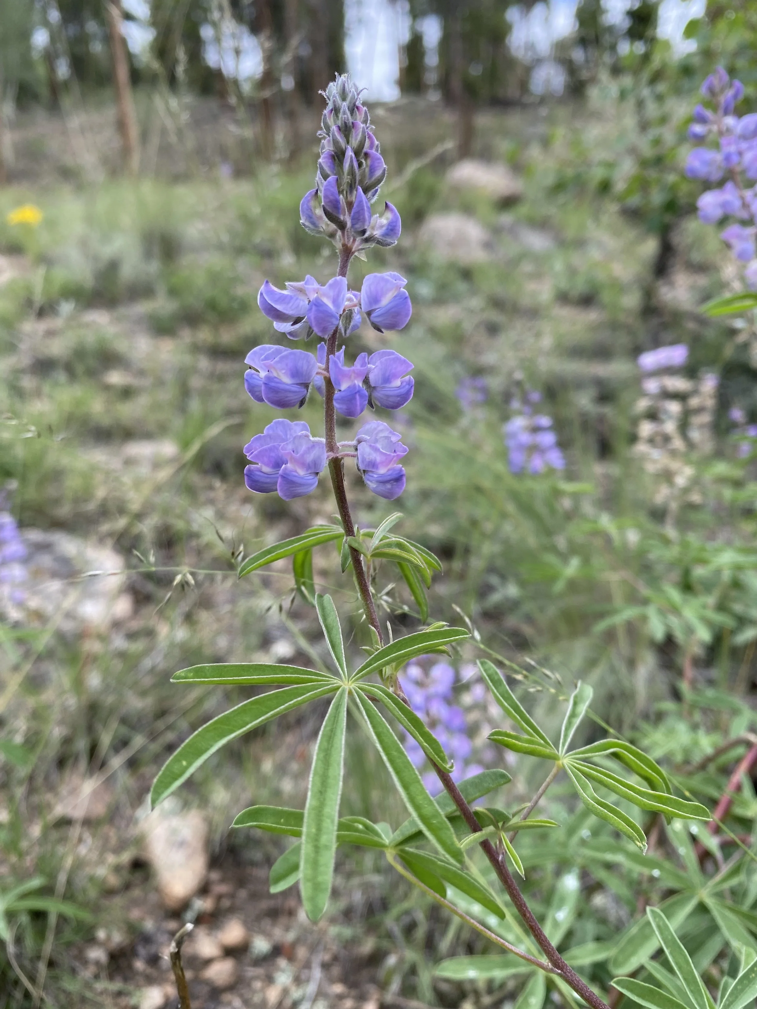 Lupine finally!