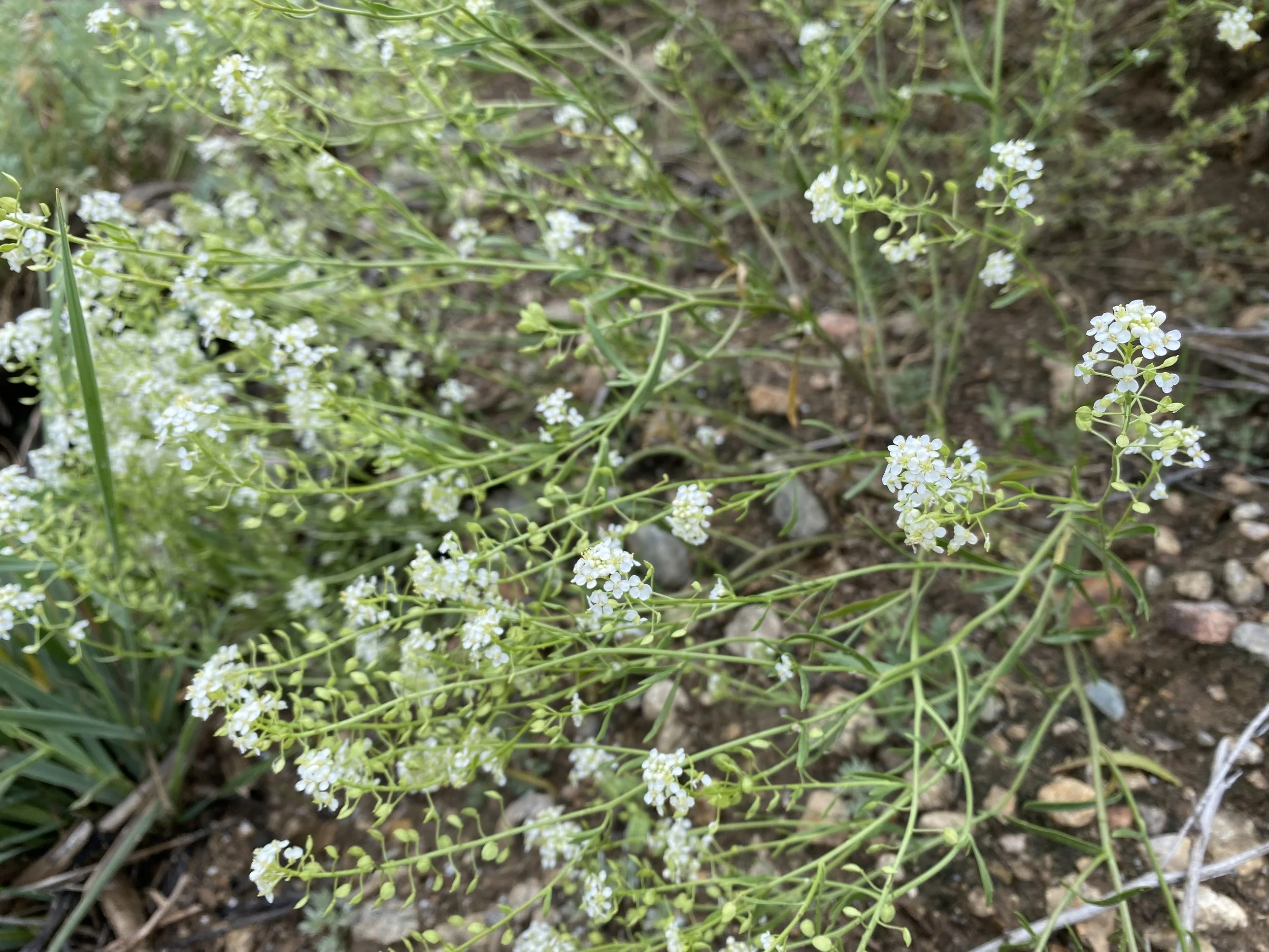 Twin Lakes varietal