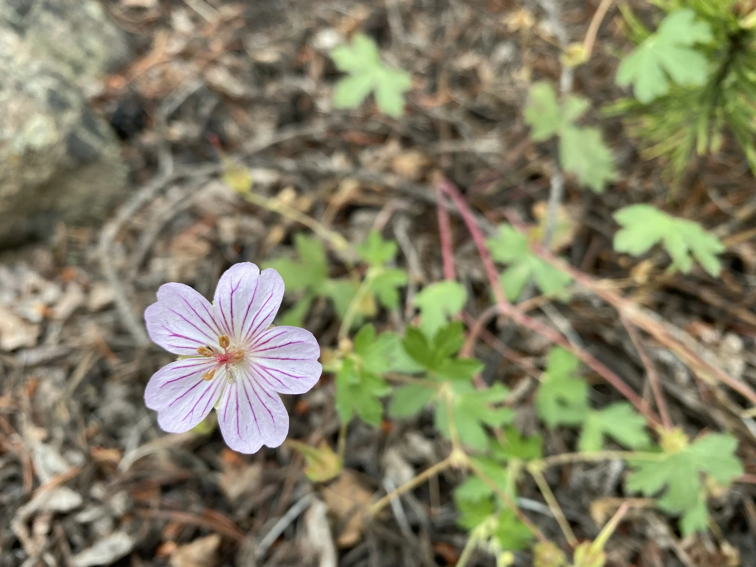 The low-lying geranium