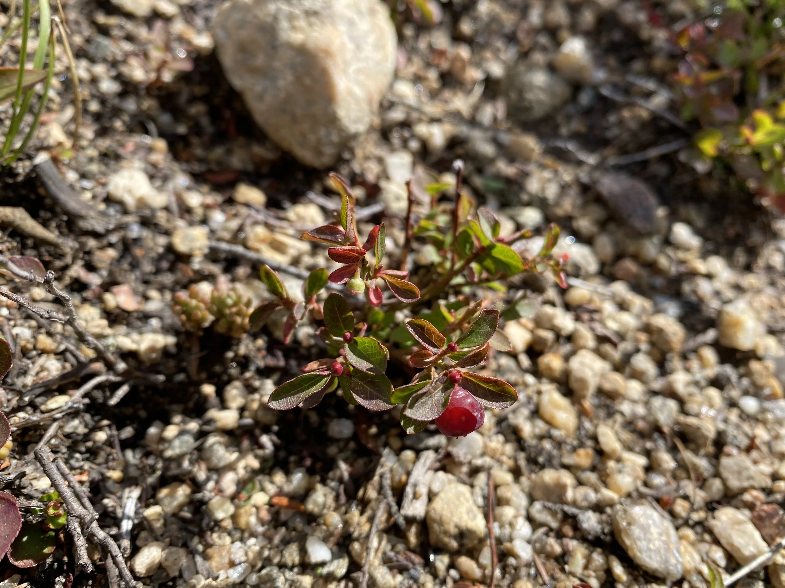 The red huckleberry