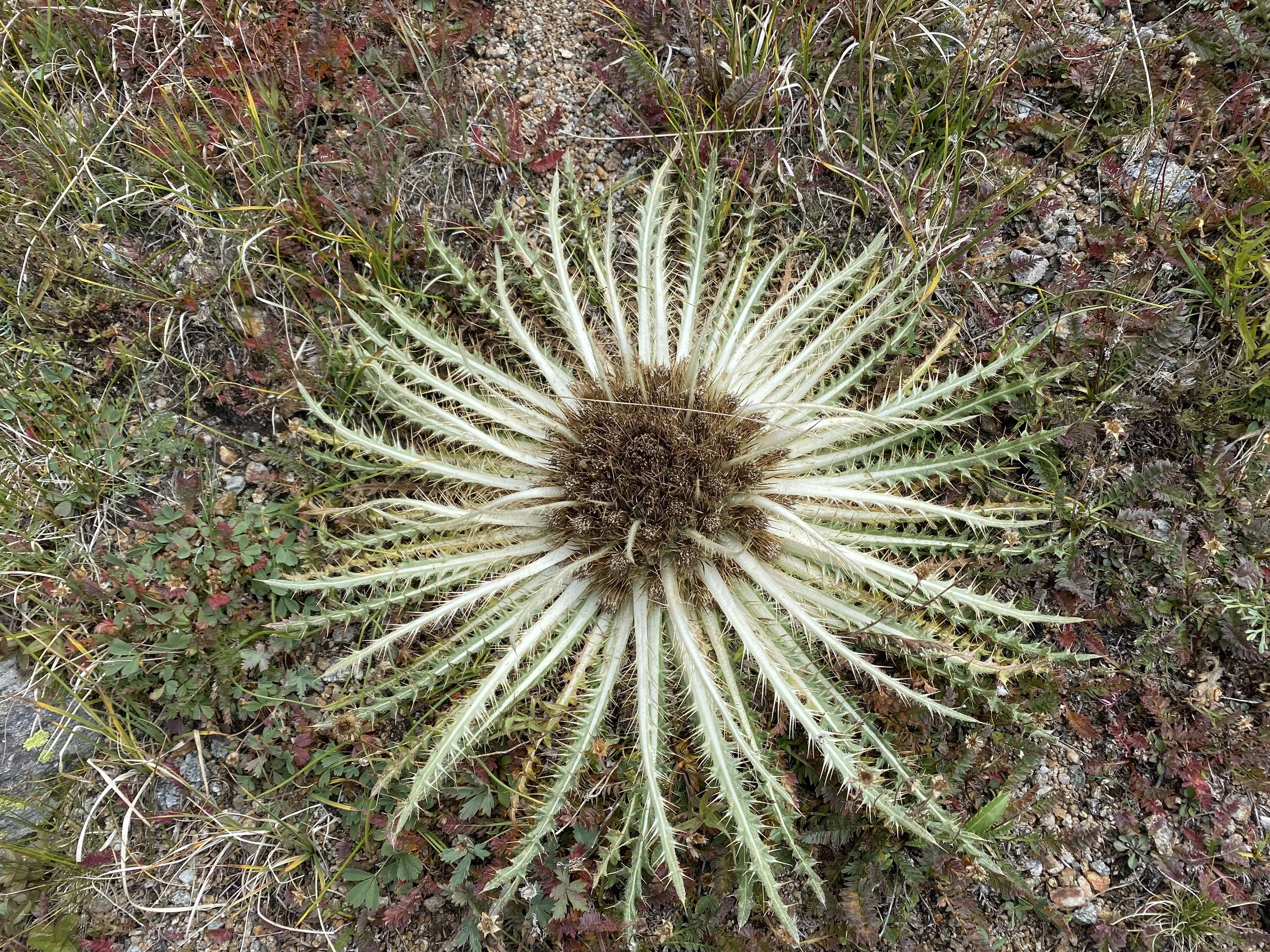 Another awesome thistle