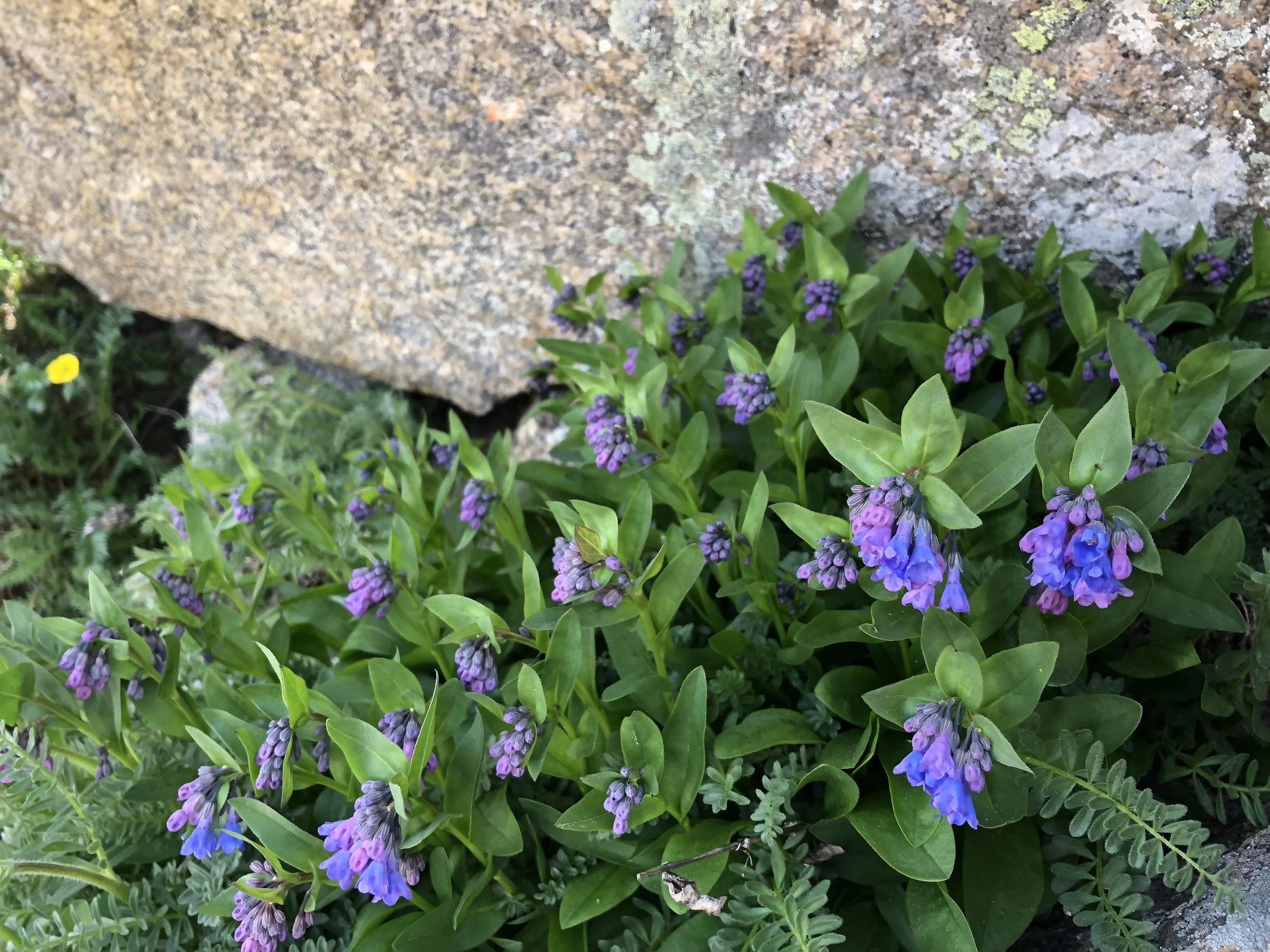 M. ciliata 6.26.18 Scott_Sioux copy.jpeg