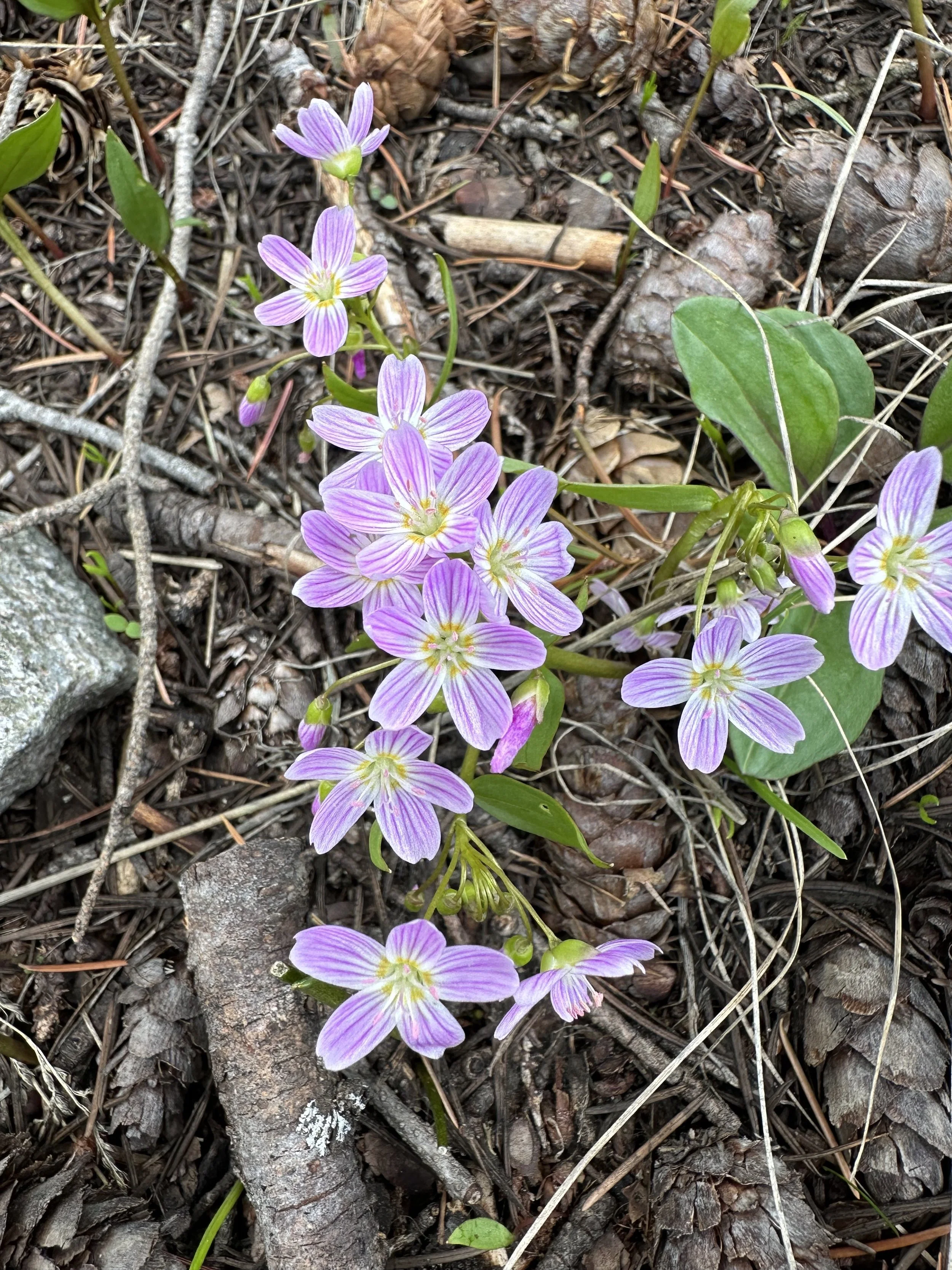Spring has sprung