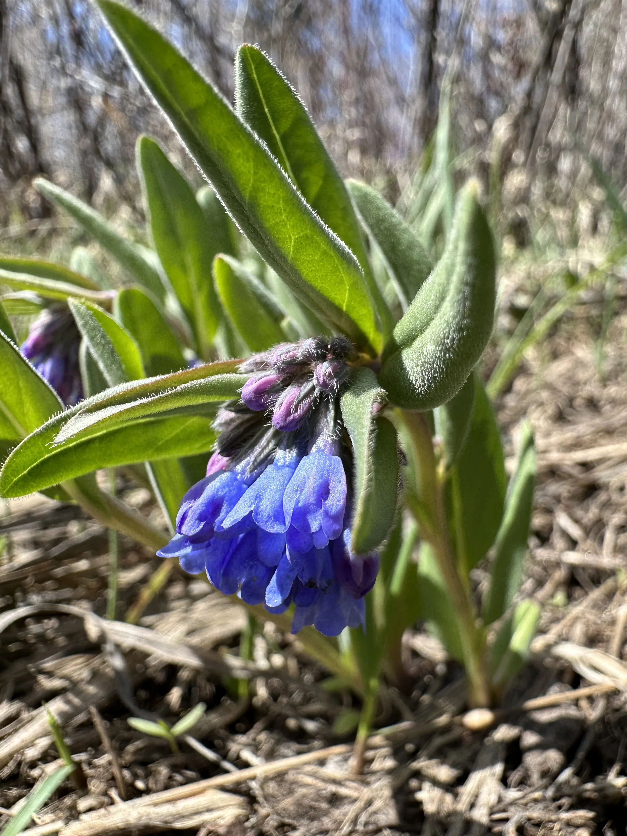 First flower of 2023!