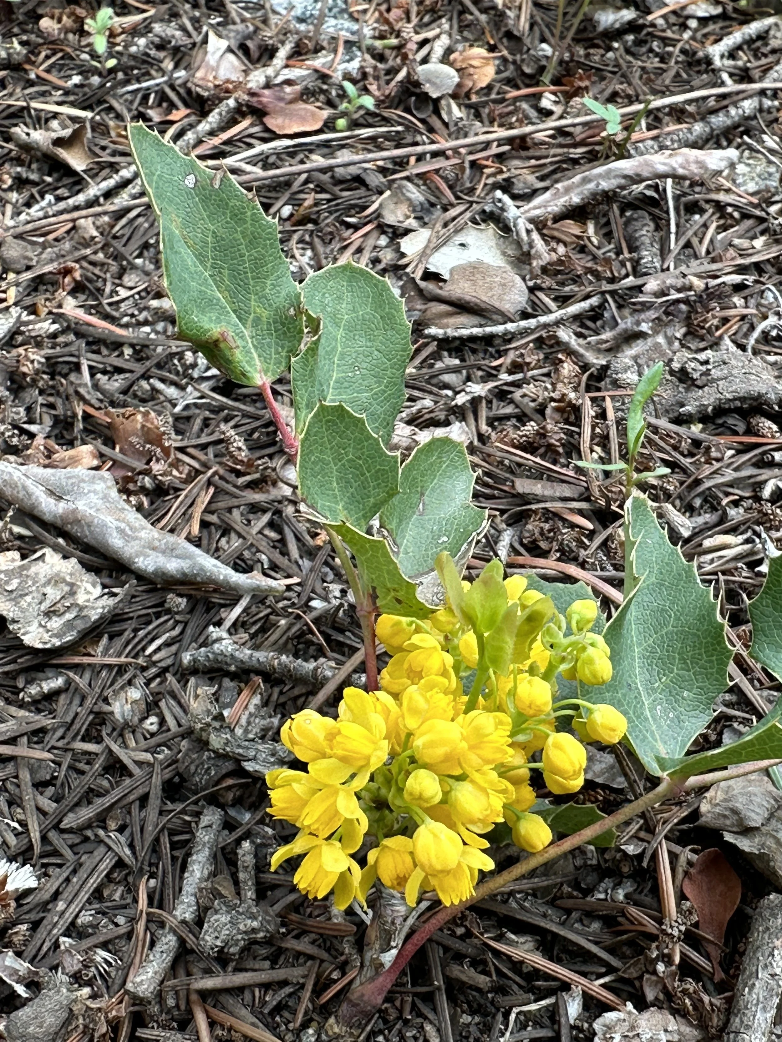 Evergreen (and yellow and red)