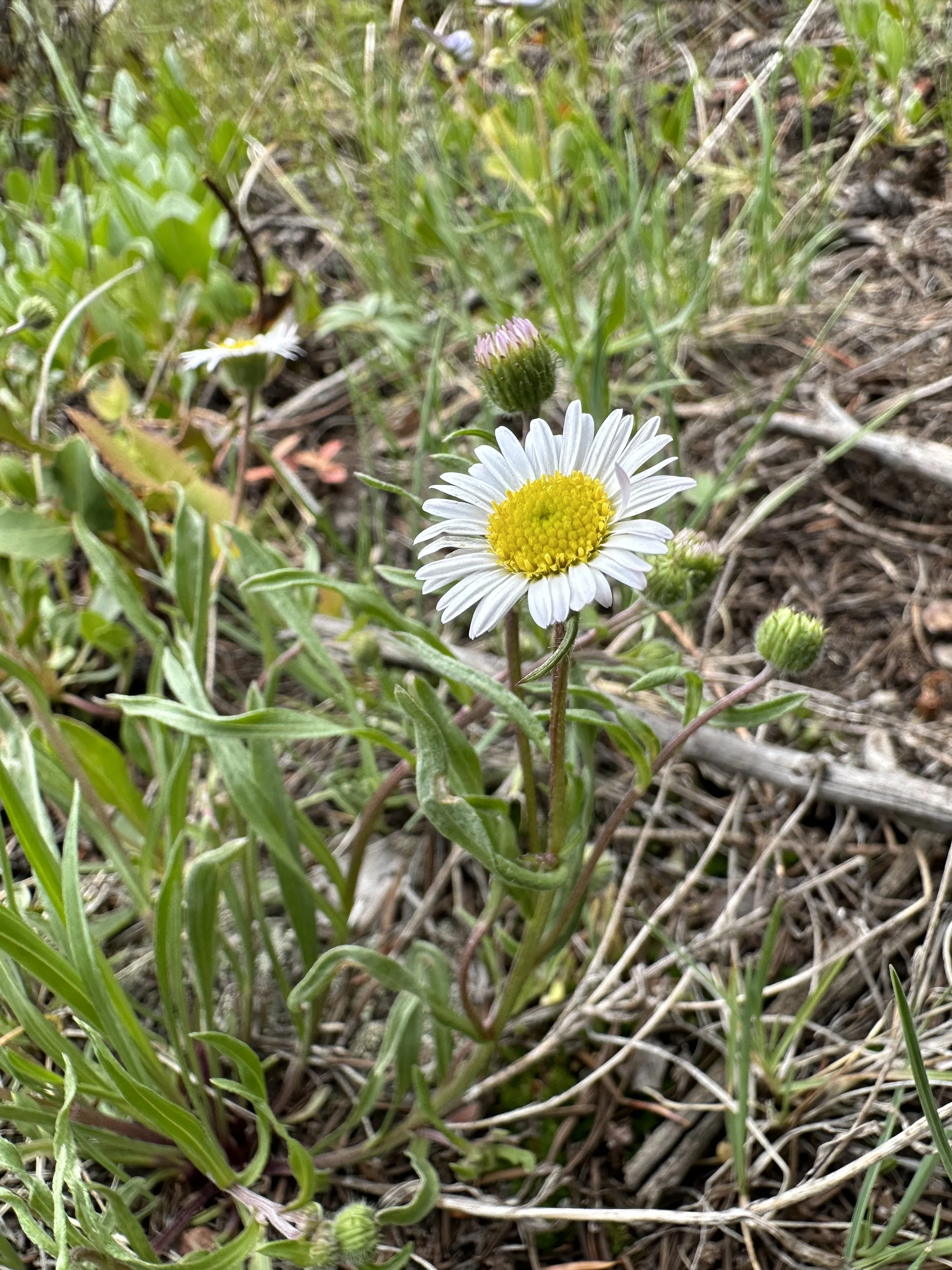 The first of many daisies
