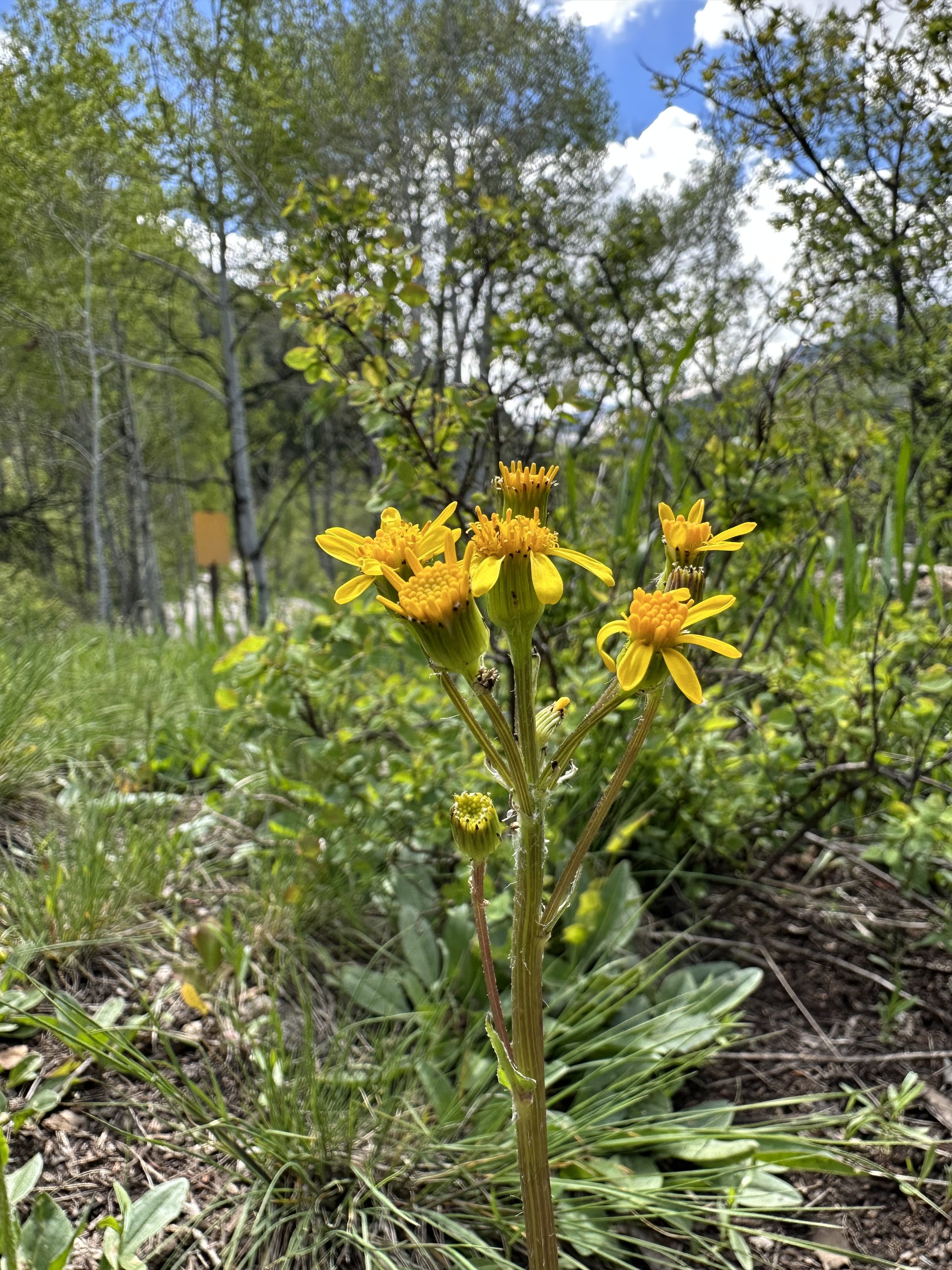 With a name like ragwort . . . 