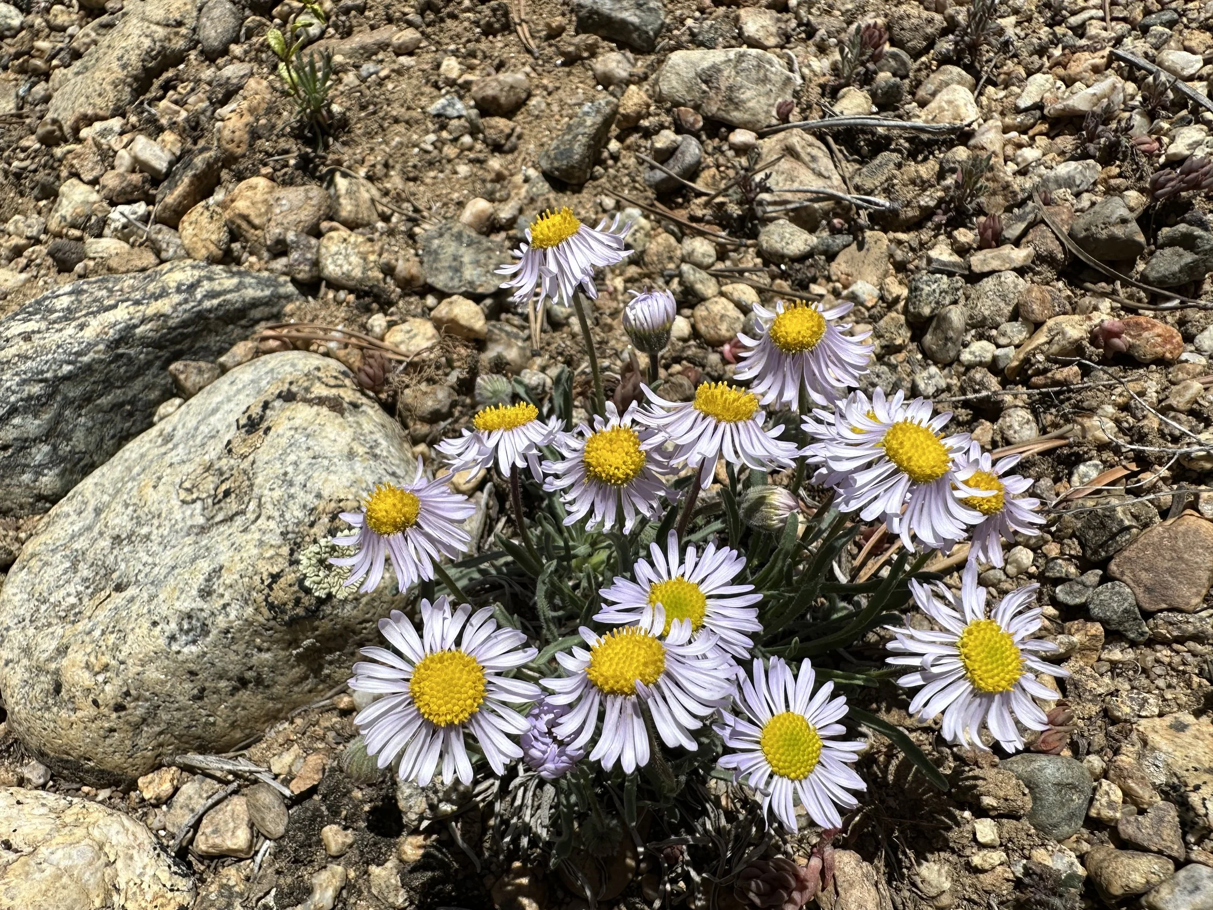 The east side's favorite daisy