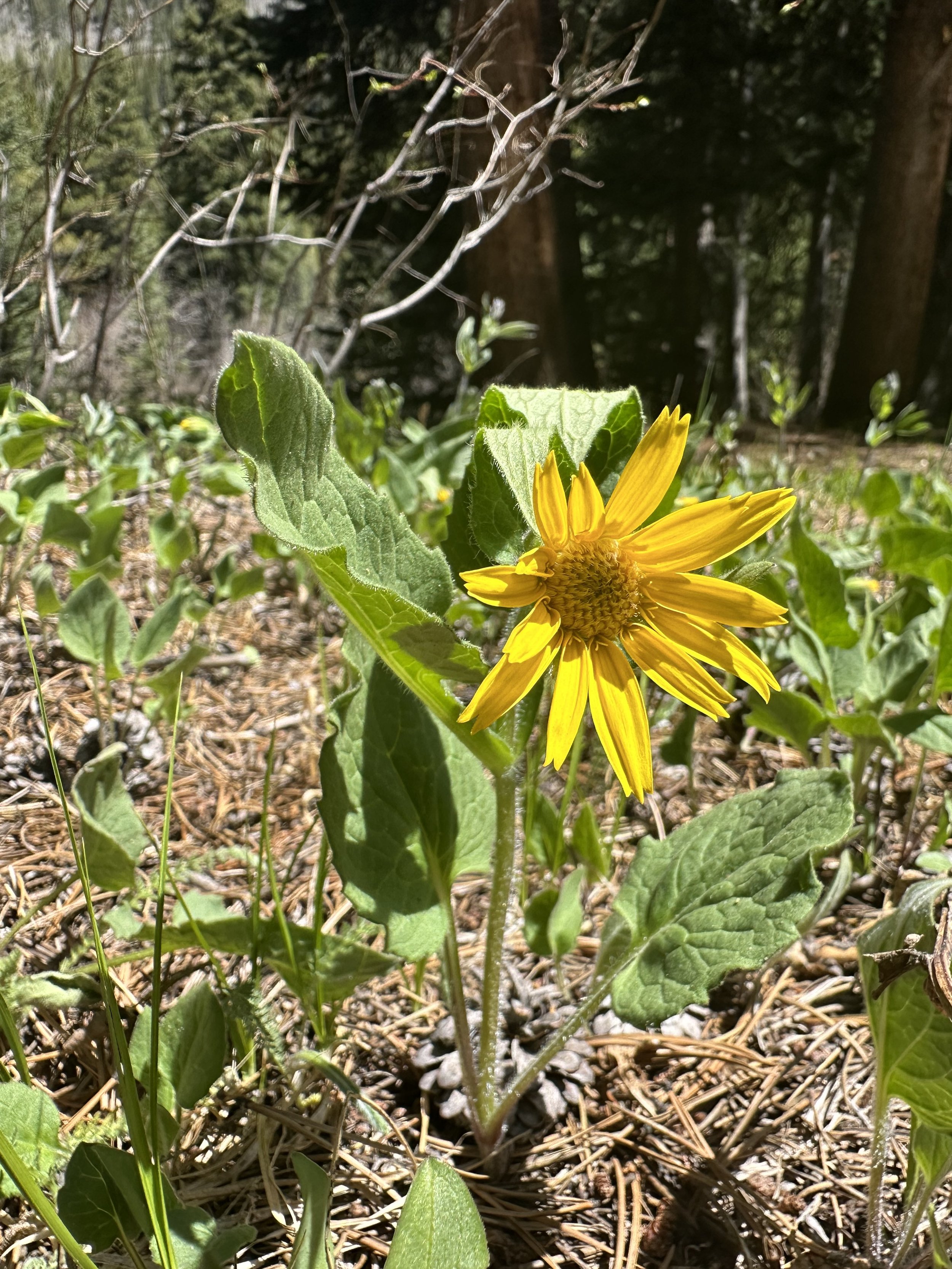Pollinators need not apply
