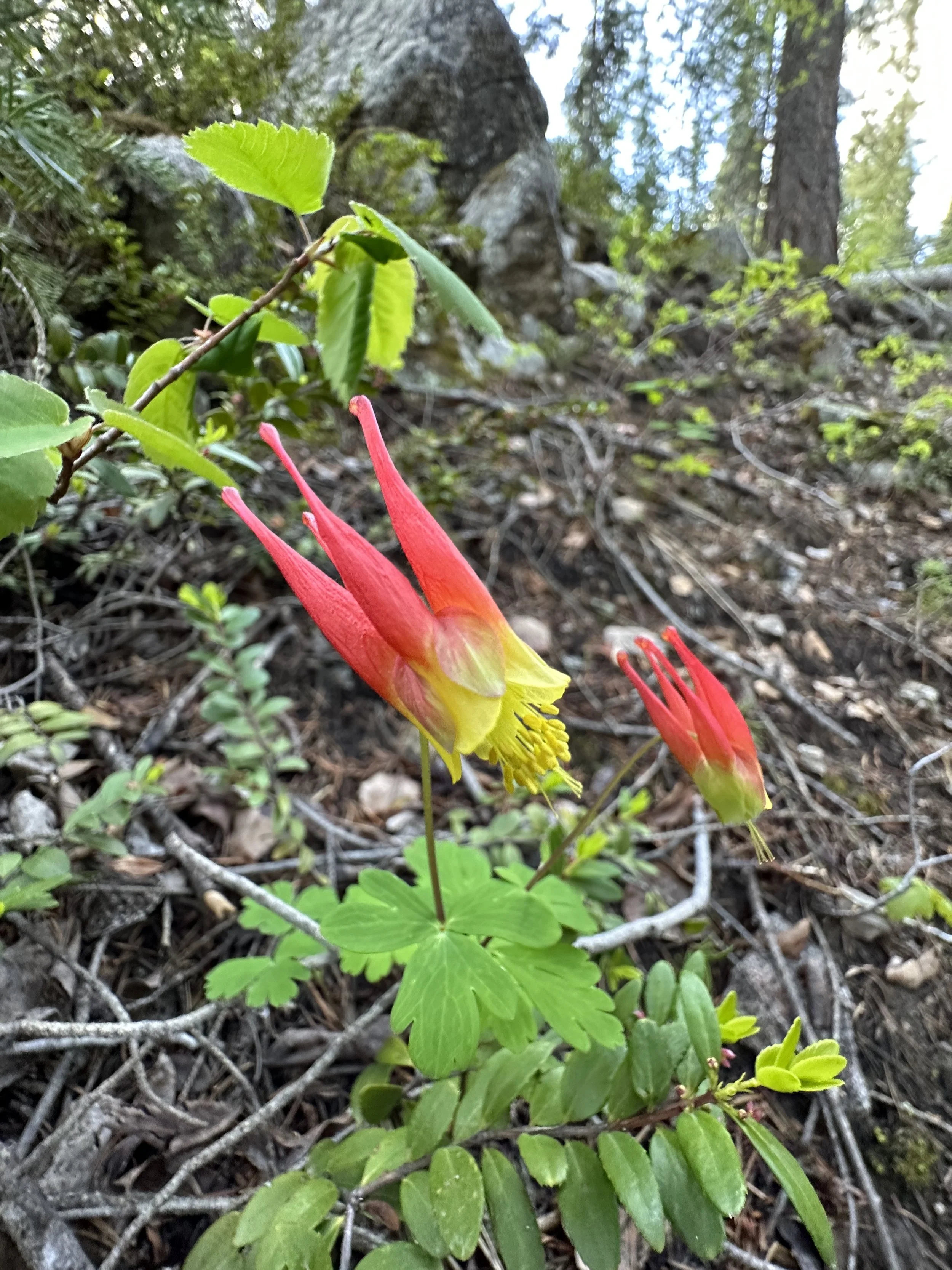 The stars of the forest