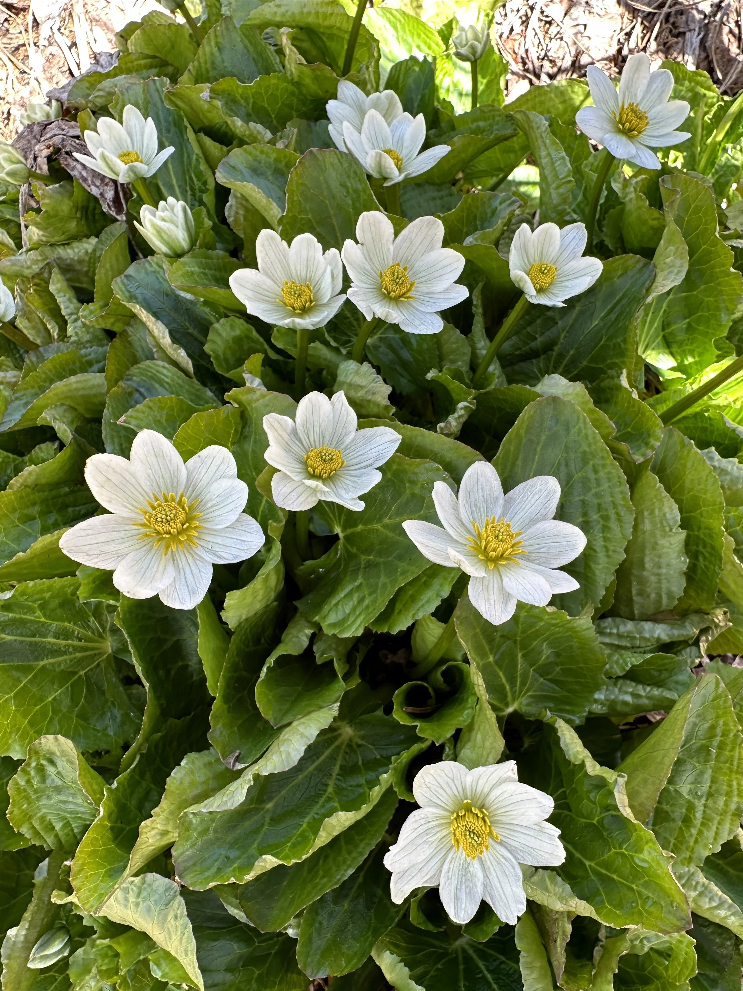 Goodbye, snow, hello, marigolds!