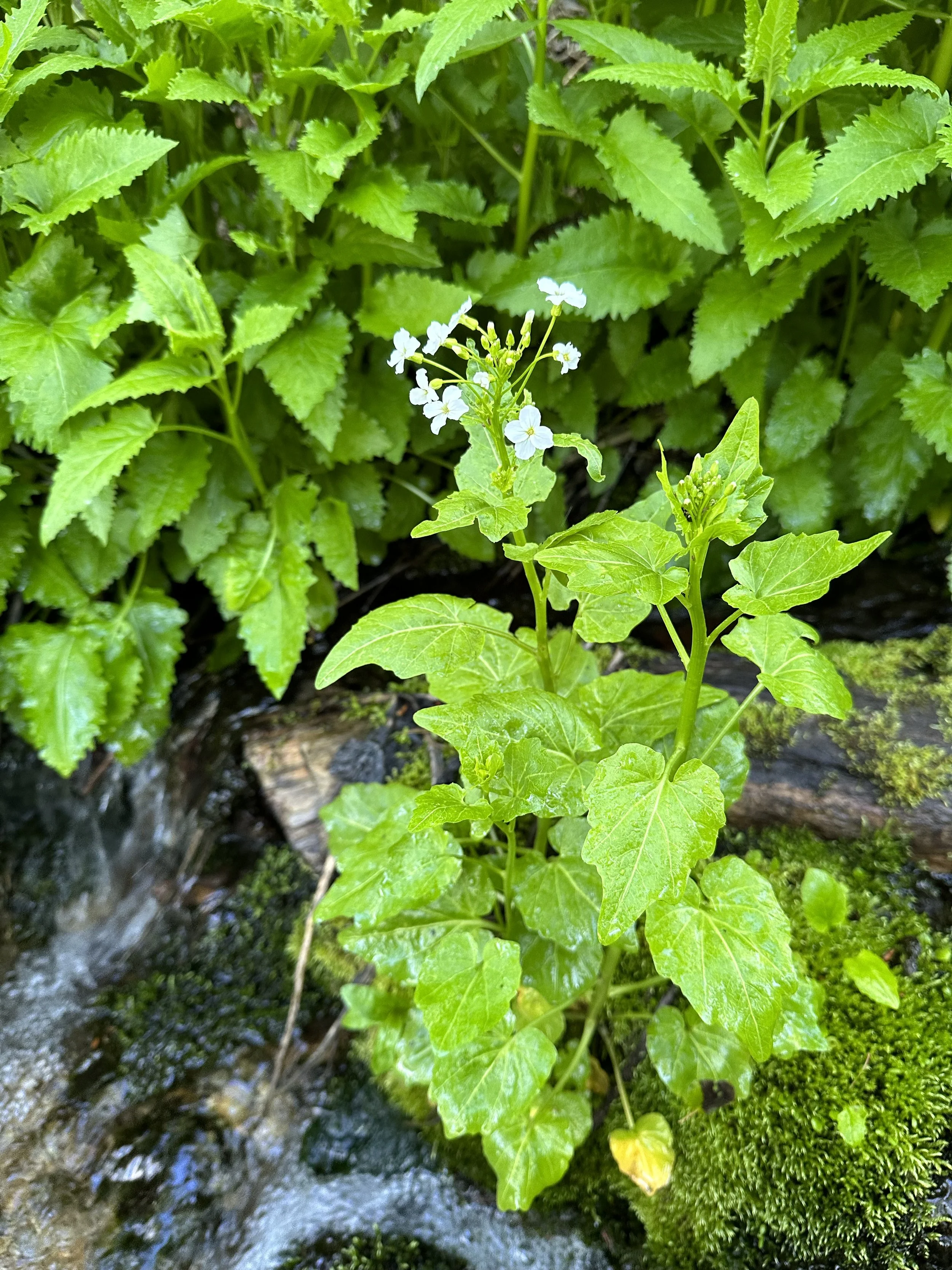 Bursting with abundance