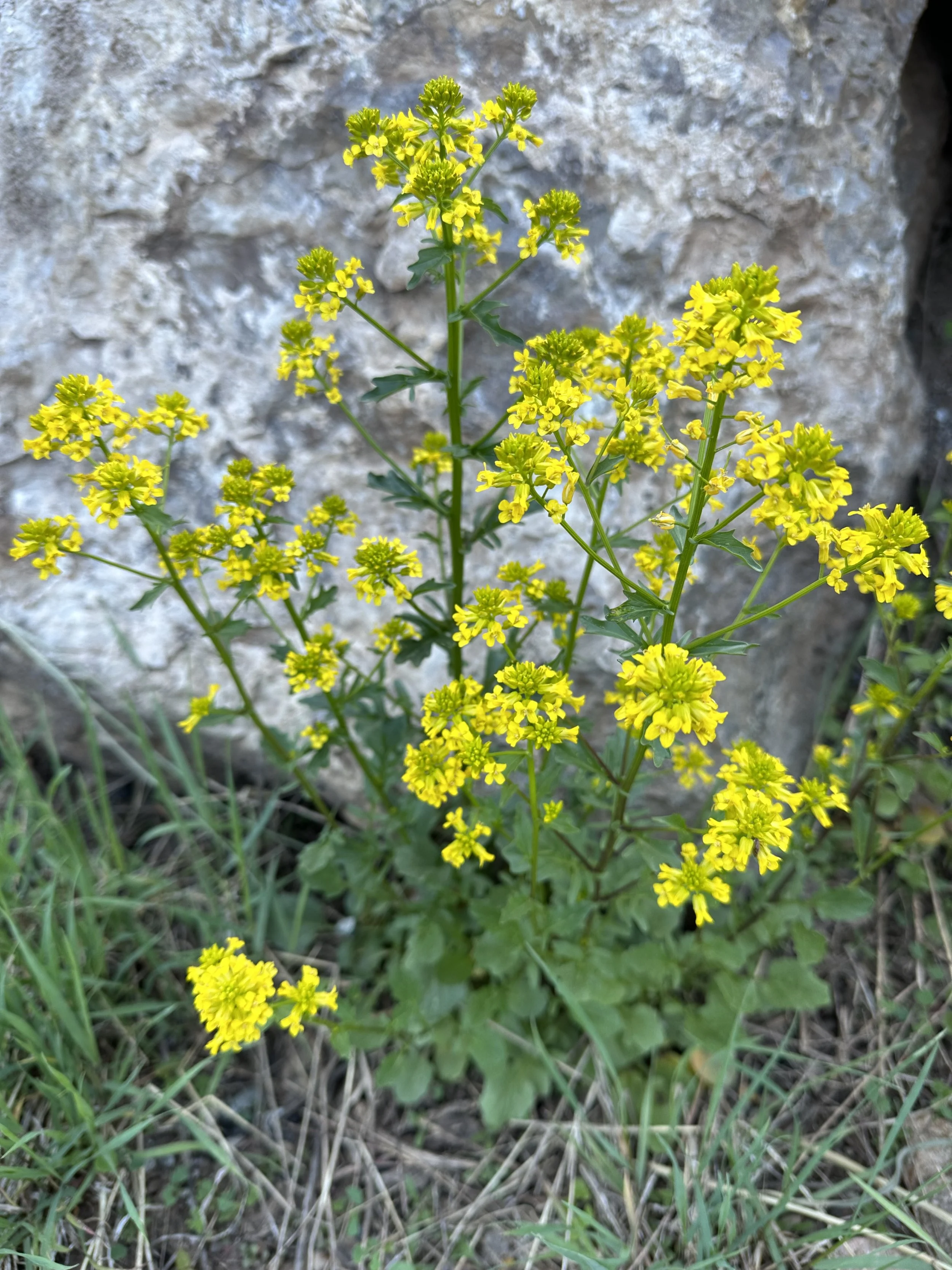 What makes a wildflower a weed?