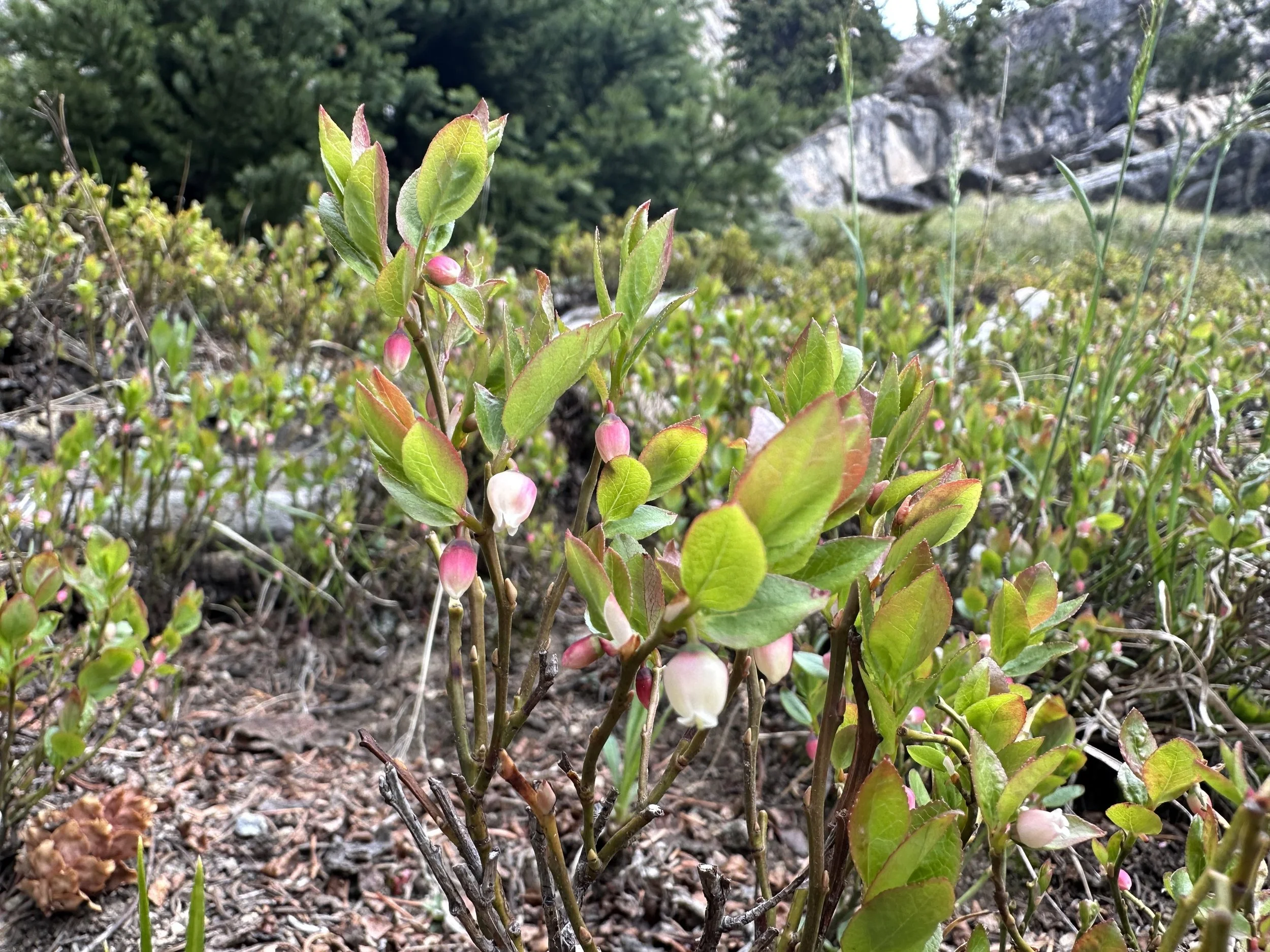 First wild blueberry