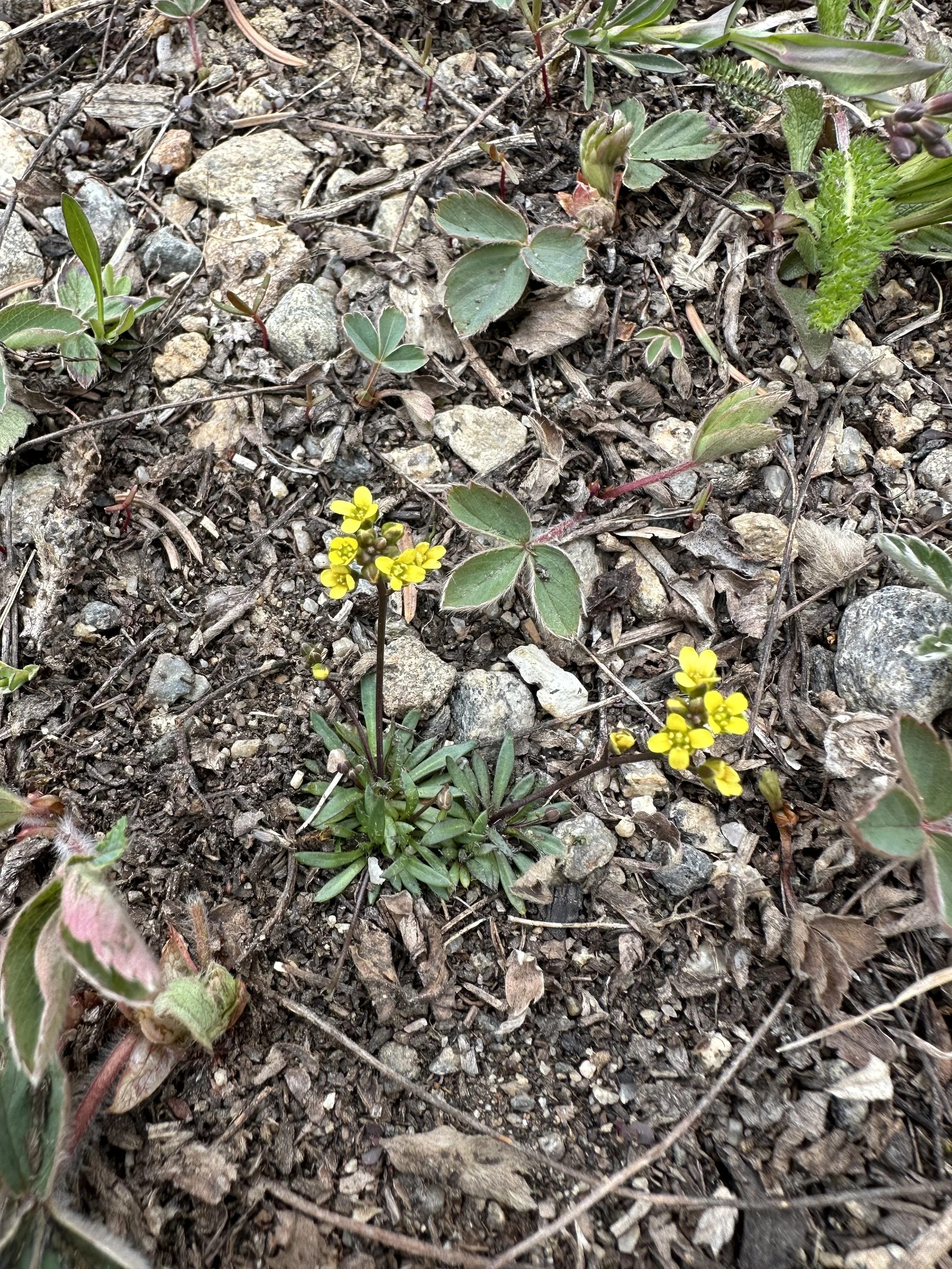 The most delicate of drabas
