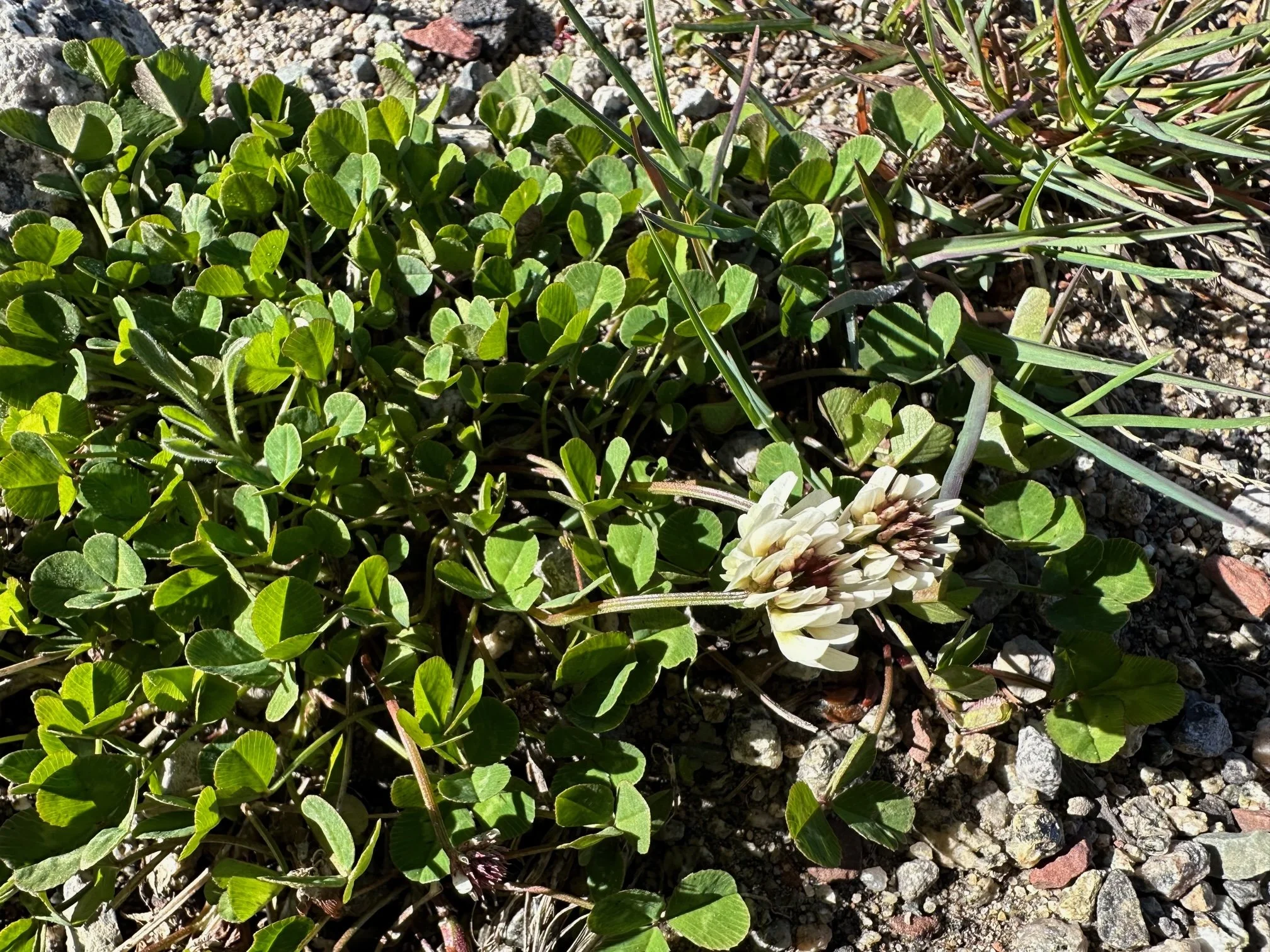 Short life but many offspring — Independence Pass Foundation